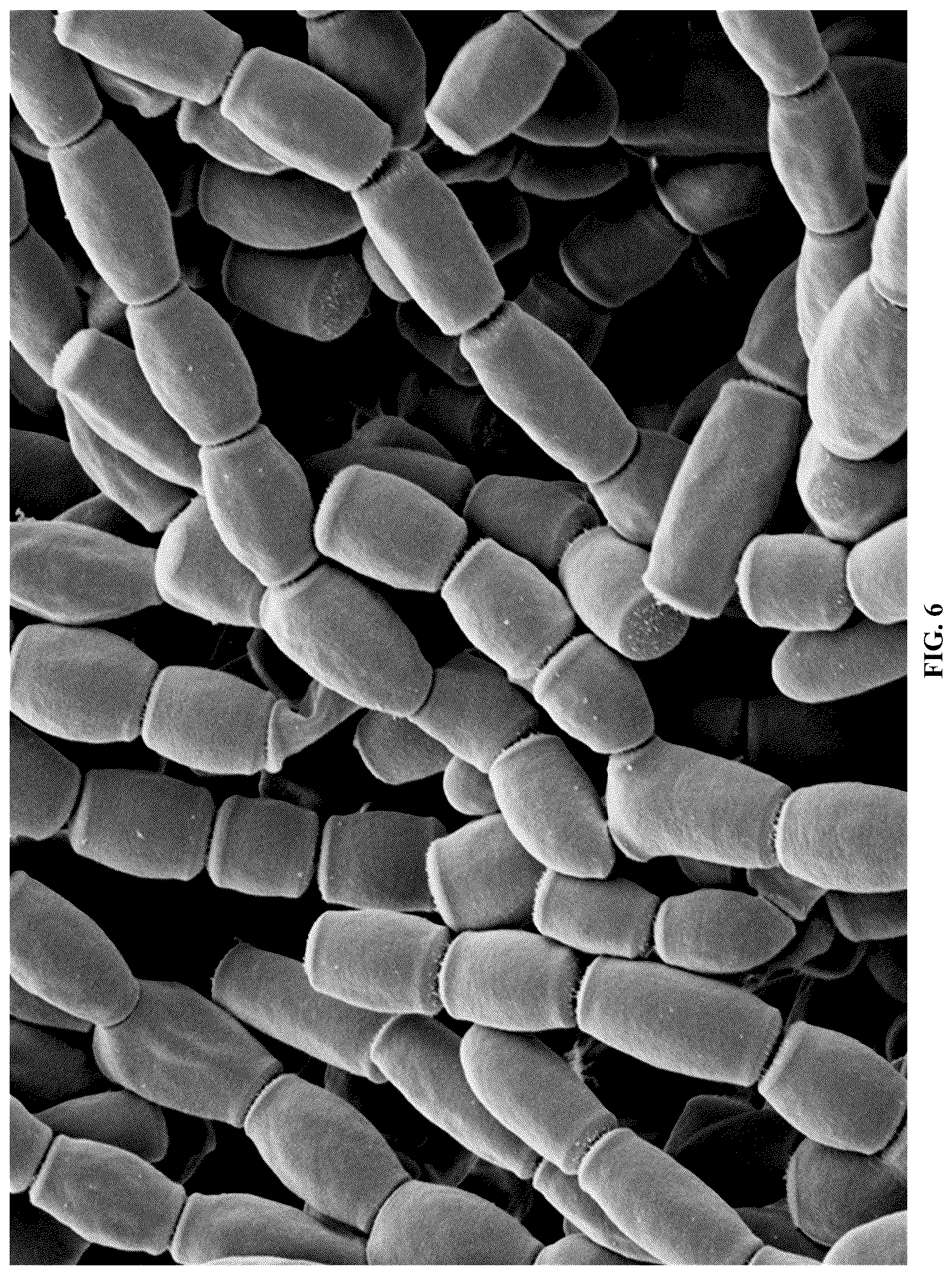 Patent US12618043 Figure 8 – Rapid isolation, cultivation methods and utilities of truffle fungi
