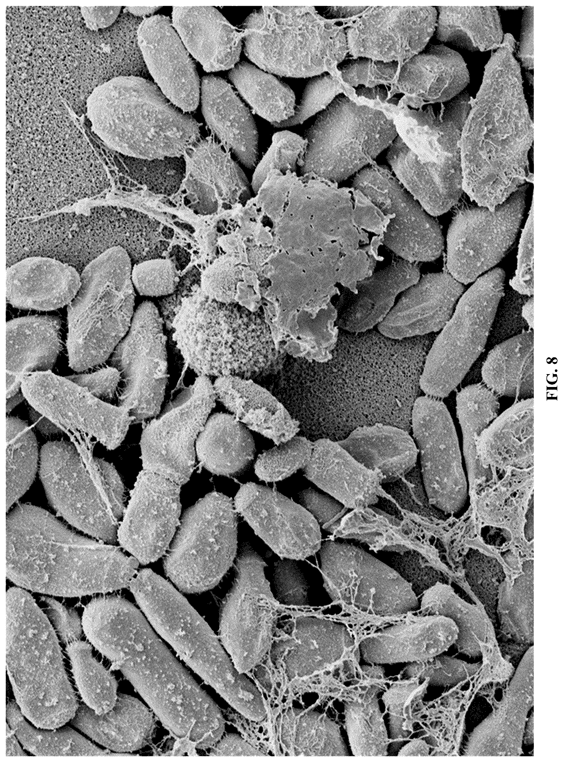 Patent US12618043 Figure 10 – Rapid isolation, cultivation methods and utilities of truffle fungi