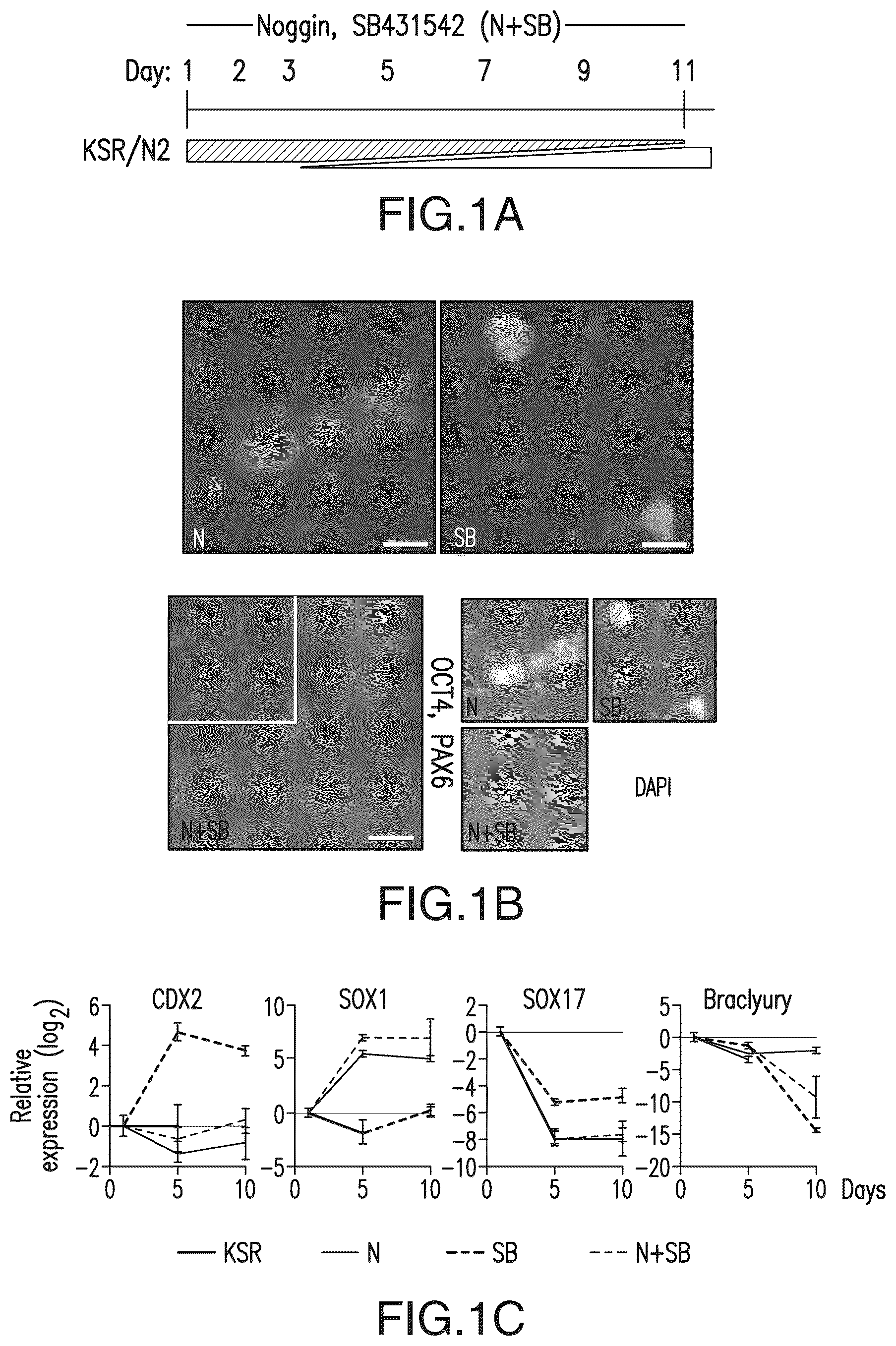 Patent US12618044 — Specification of functional cranial placode derivatives from human pluripotent stem cells — Figure 1