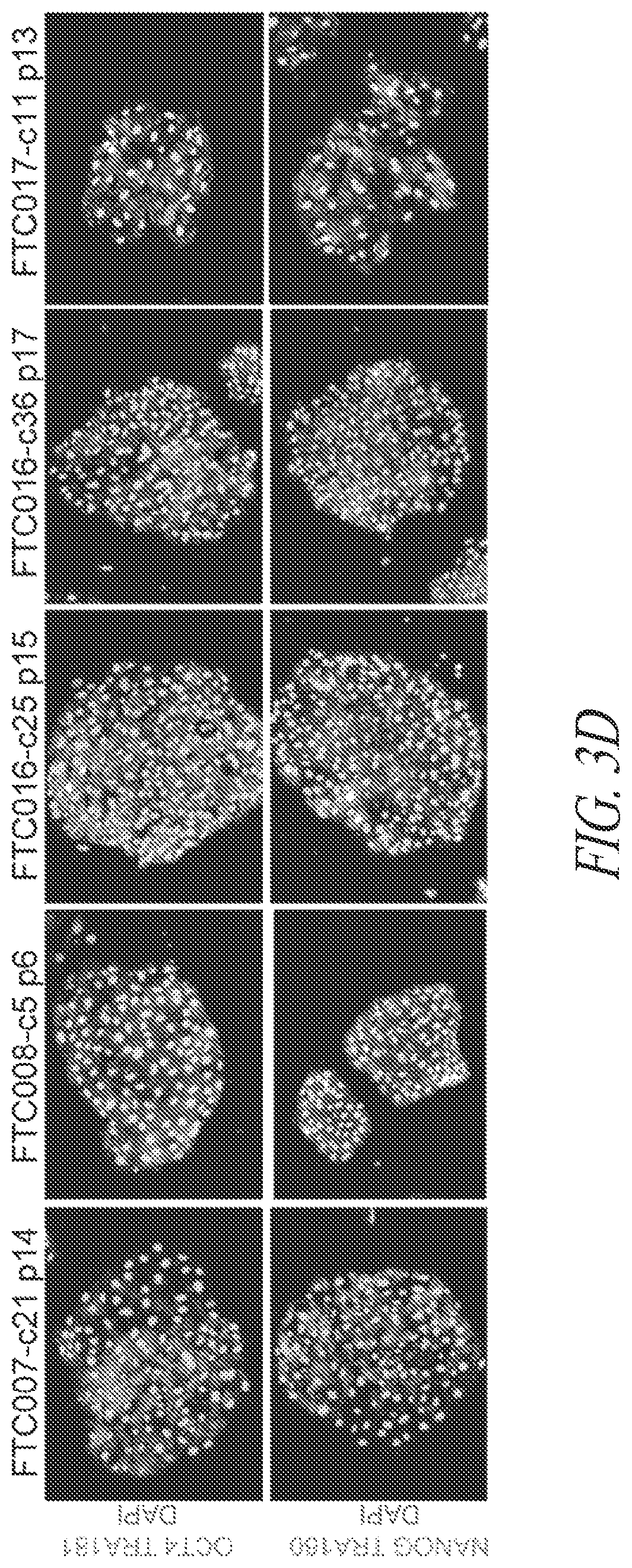 Patent US12618049 Figure 11 – Reprogramming methods and cell culture platforms