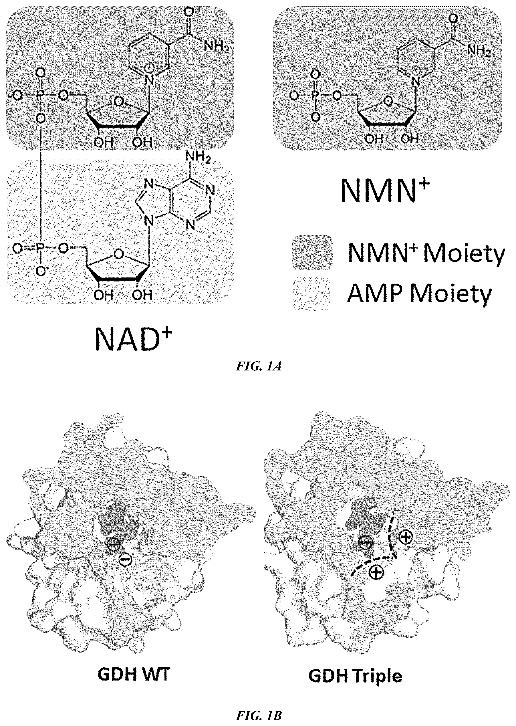 Patent US12618050 Figure 1 – Engineered polypeptides that exhibit increased catalytic efficiency for unnatural cofactors and uses thereof