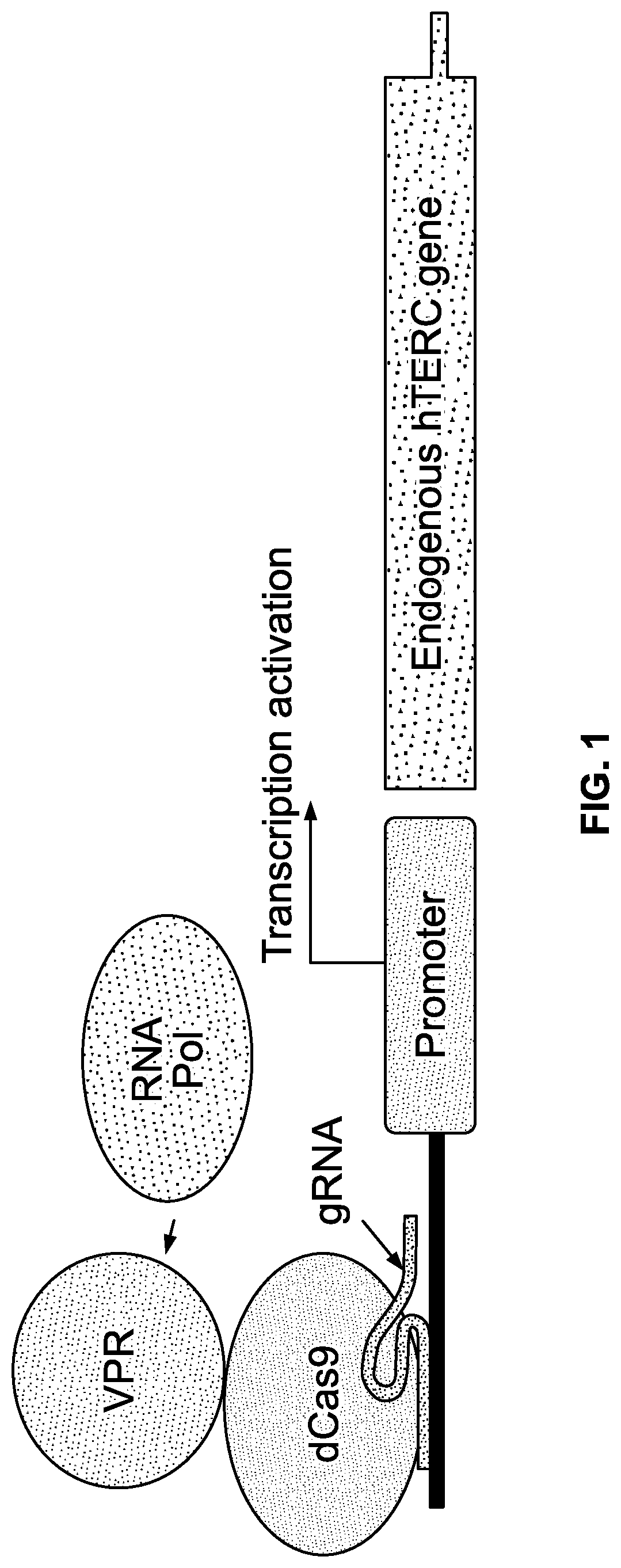 Patent US12618053 — Methods and compositions for cell and tissue rejuvenation — Figure 1
