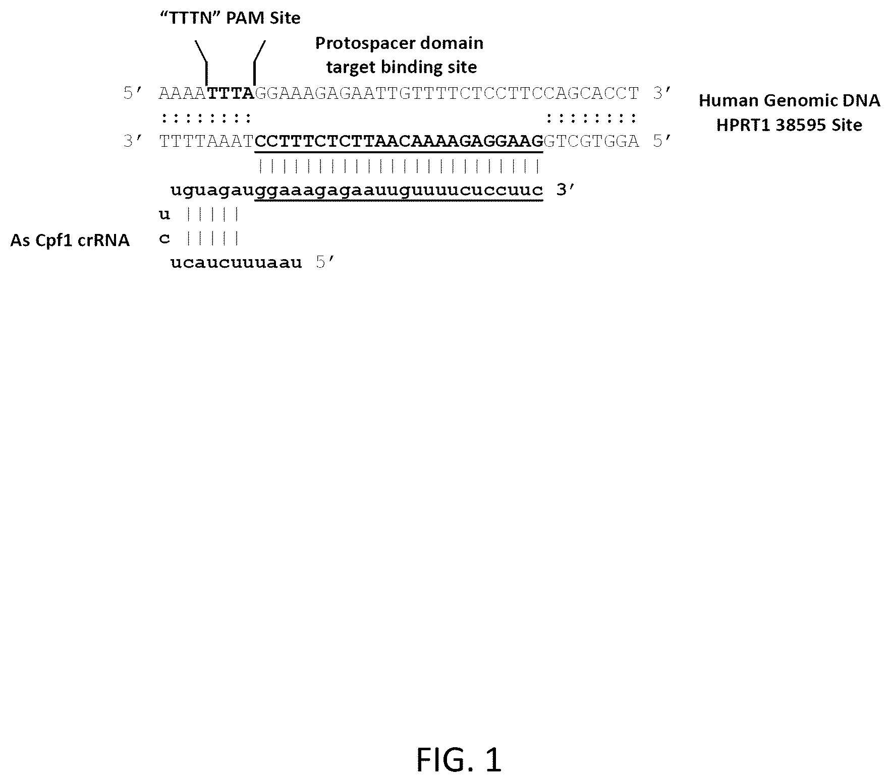 Patent US12618054 — CRISPR/Cpf1 systems and methods — Figure 1
