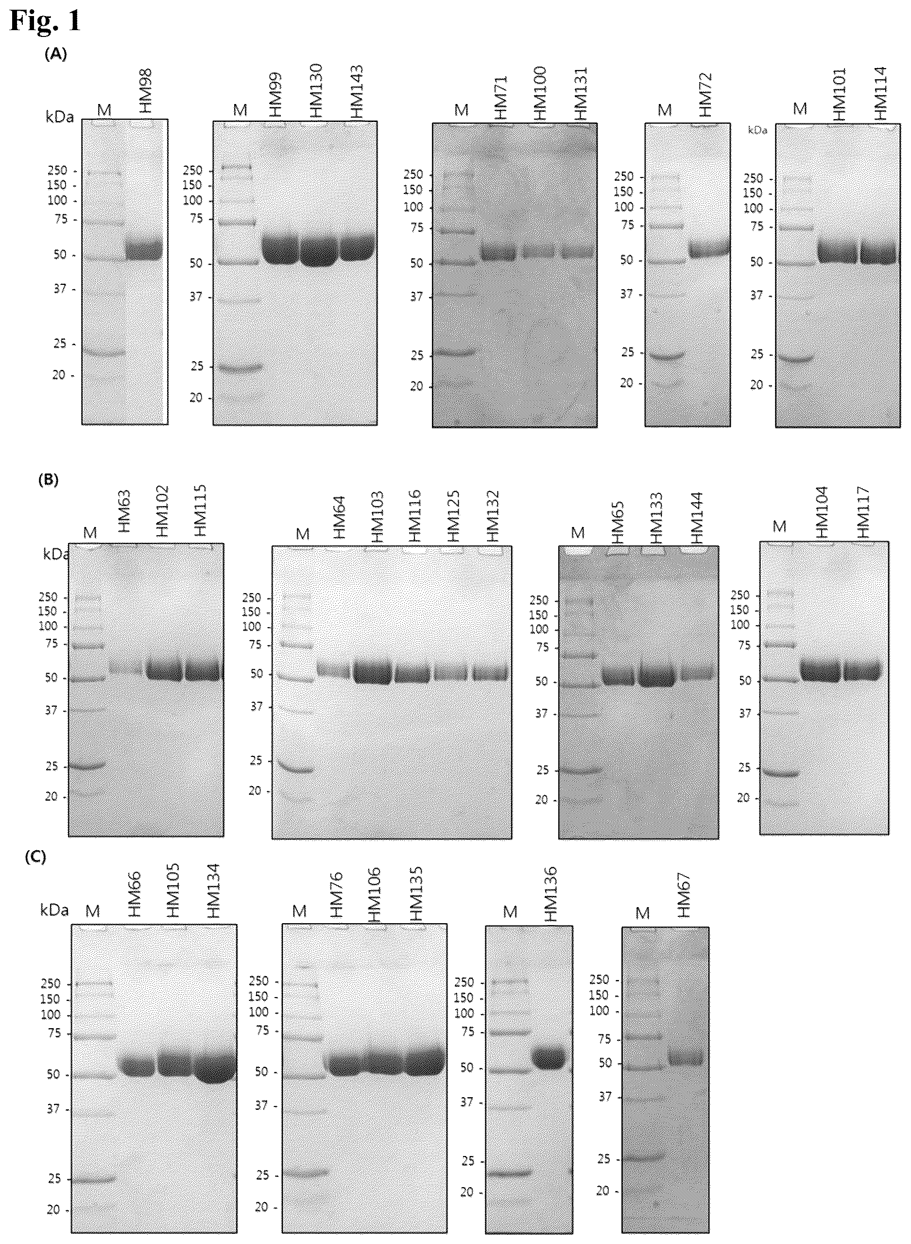 Patent US12618055 — Hyaluronidase variants with improved stability and pharmaceutical composition comprising the same — Figure 1