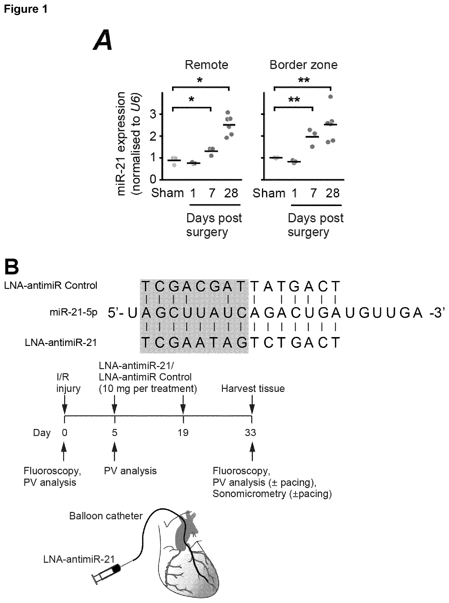 Patent US12618067 — Targeted delivery of an inhibitor of miR-21 to macrophages for the treatment of pulmonary fibrosis — Figure 1