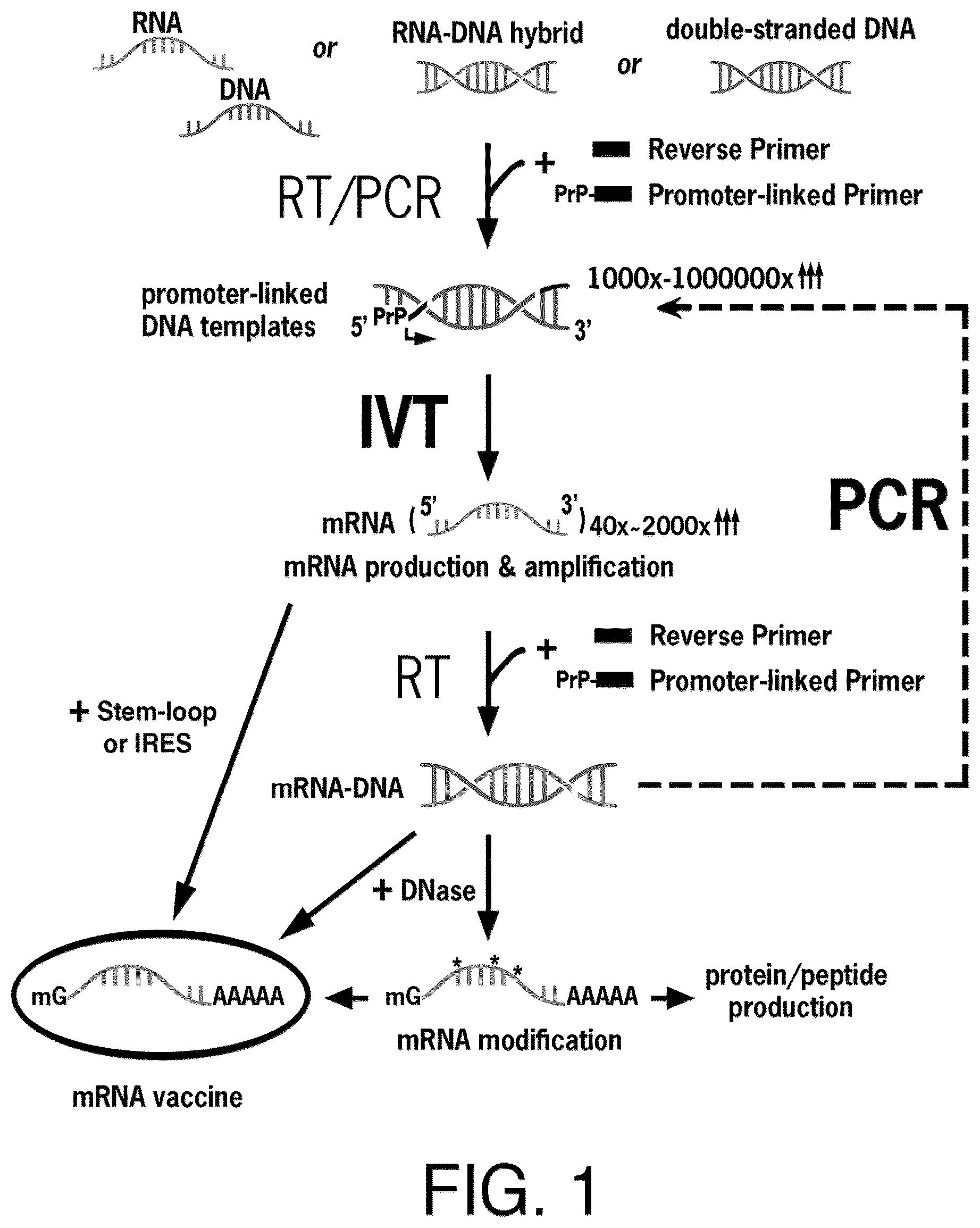 Patent US12618068 — Replicase cycling reaction (RCR) and the related SamRNA designs thereof — Figure 1