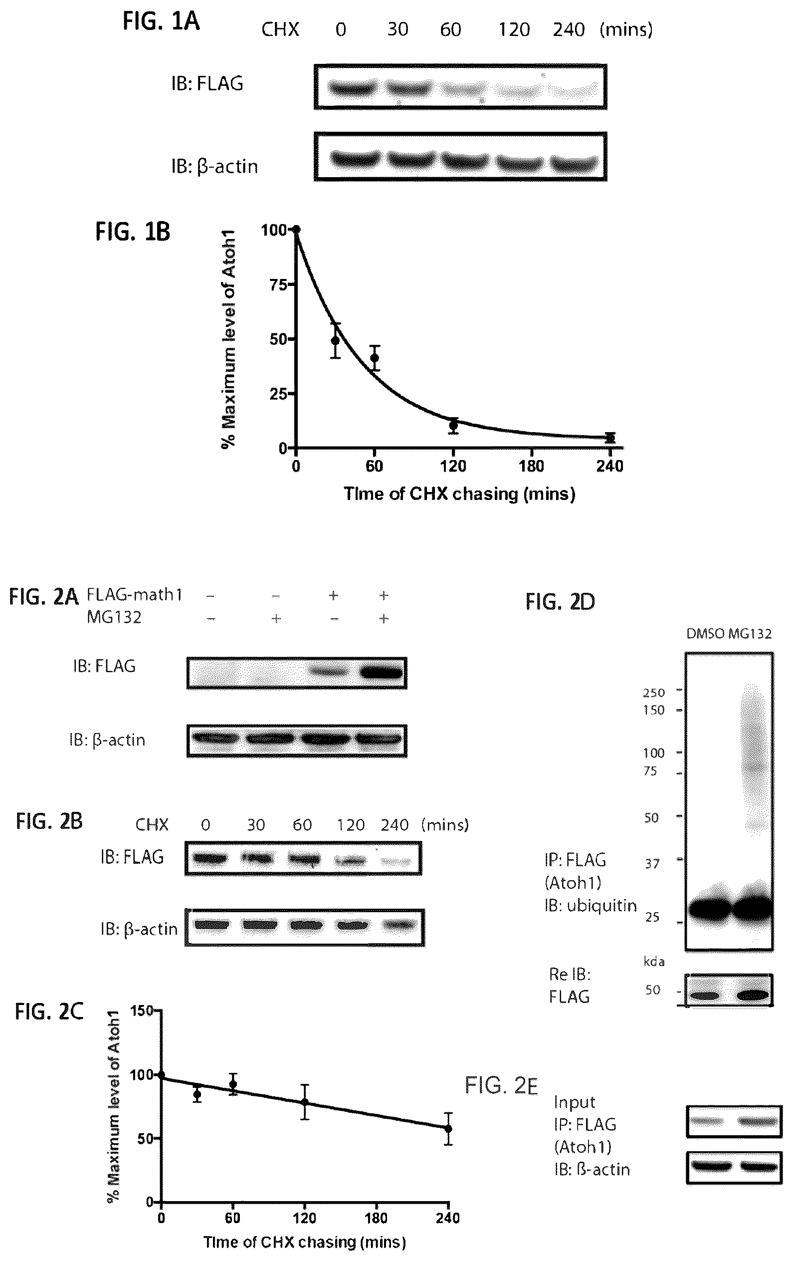 Patent US12618070 — Increasing Atoh1 life to drive sensorineural hair cell differentiation — Figure 1