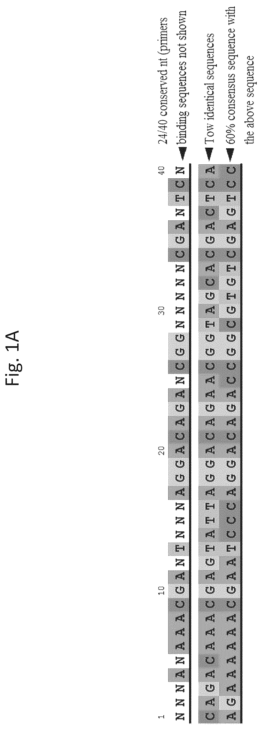 Patent US12618074 Figure 1 – CD40 specific DNA aptamers as vaccine adjuvants