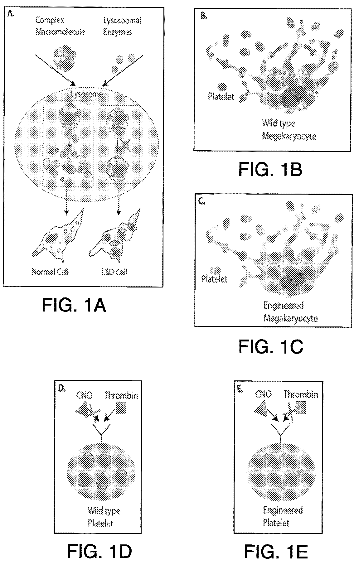 Patent US12618076 Figure 1 – Methods of engineering platelets for targeting circulating tumor cells