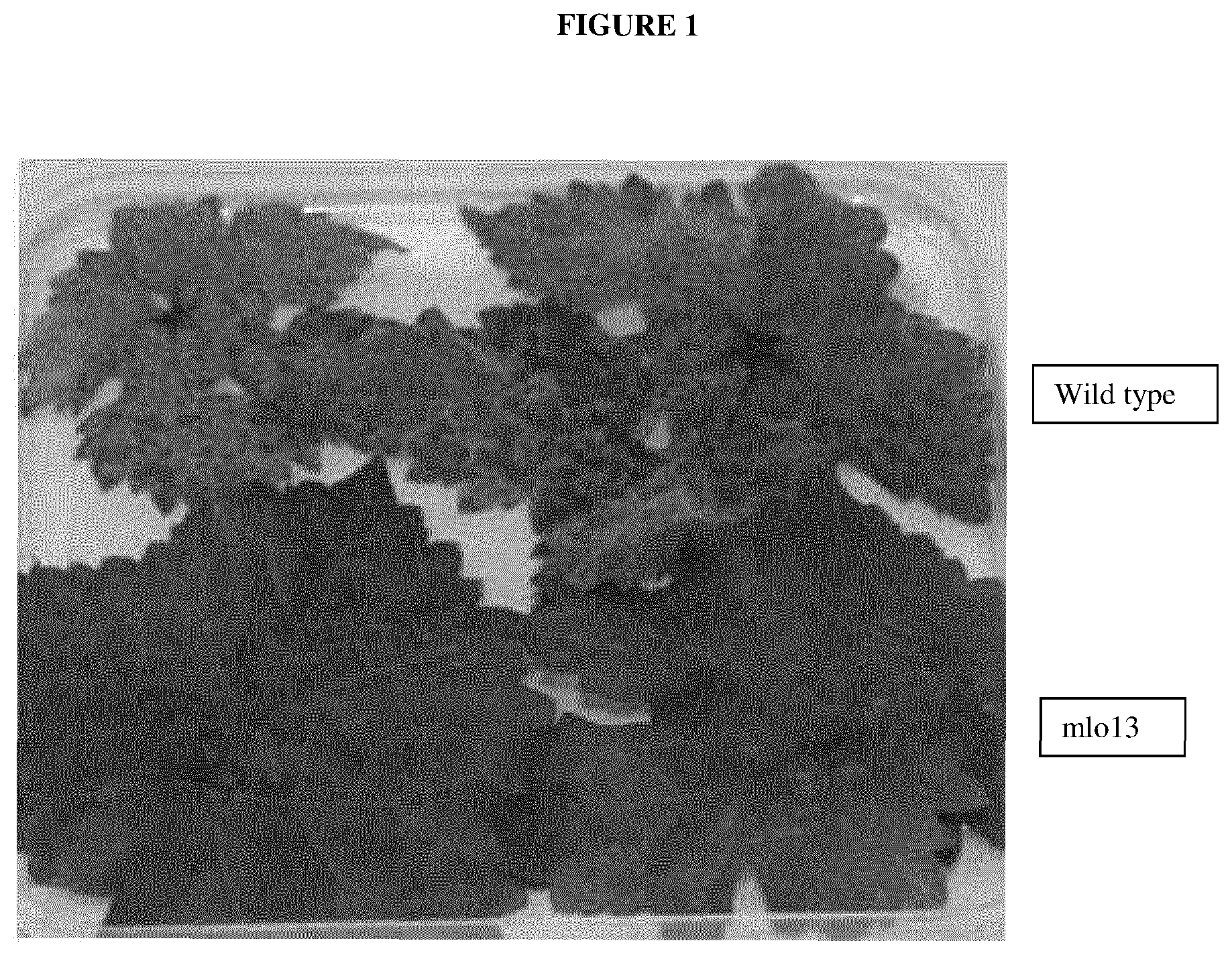 Patent US12618079 — Powdery mildew resistant grapevine plant — Figure 1