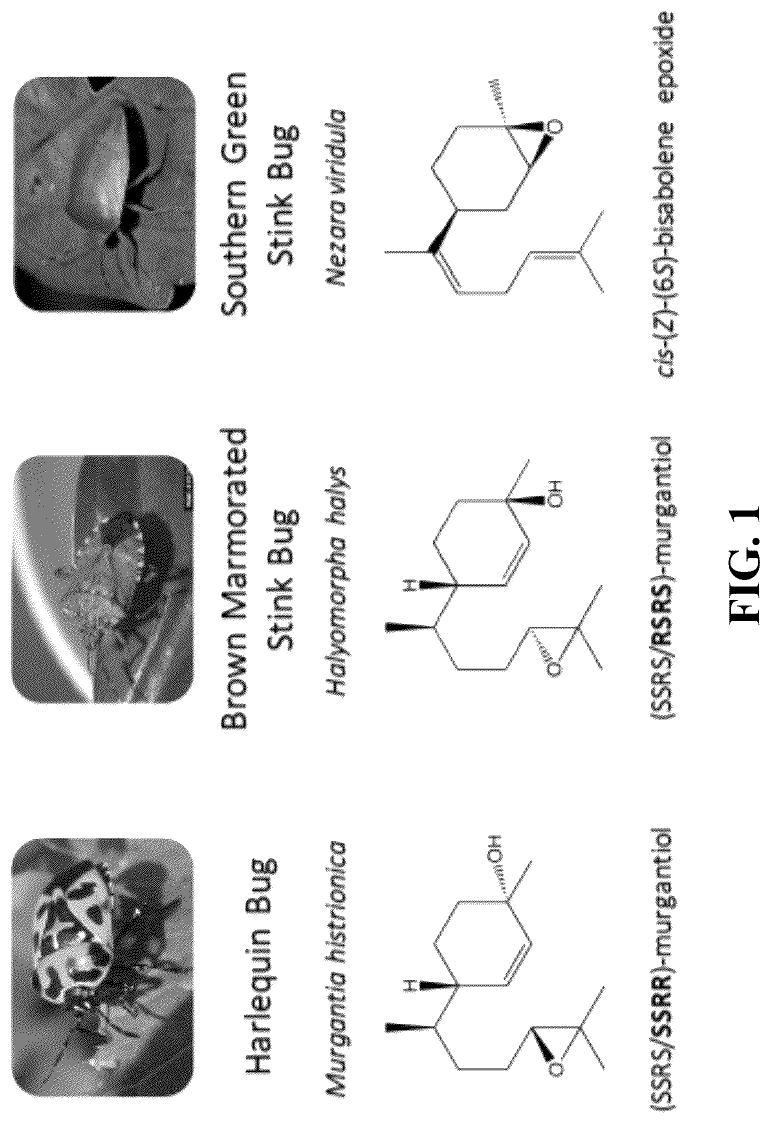 Patent US12618081 — Brown marmorated and harlequin stink bug pheromone enzyme synthesis and uses thereof — Figure 1