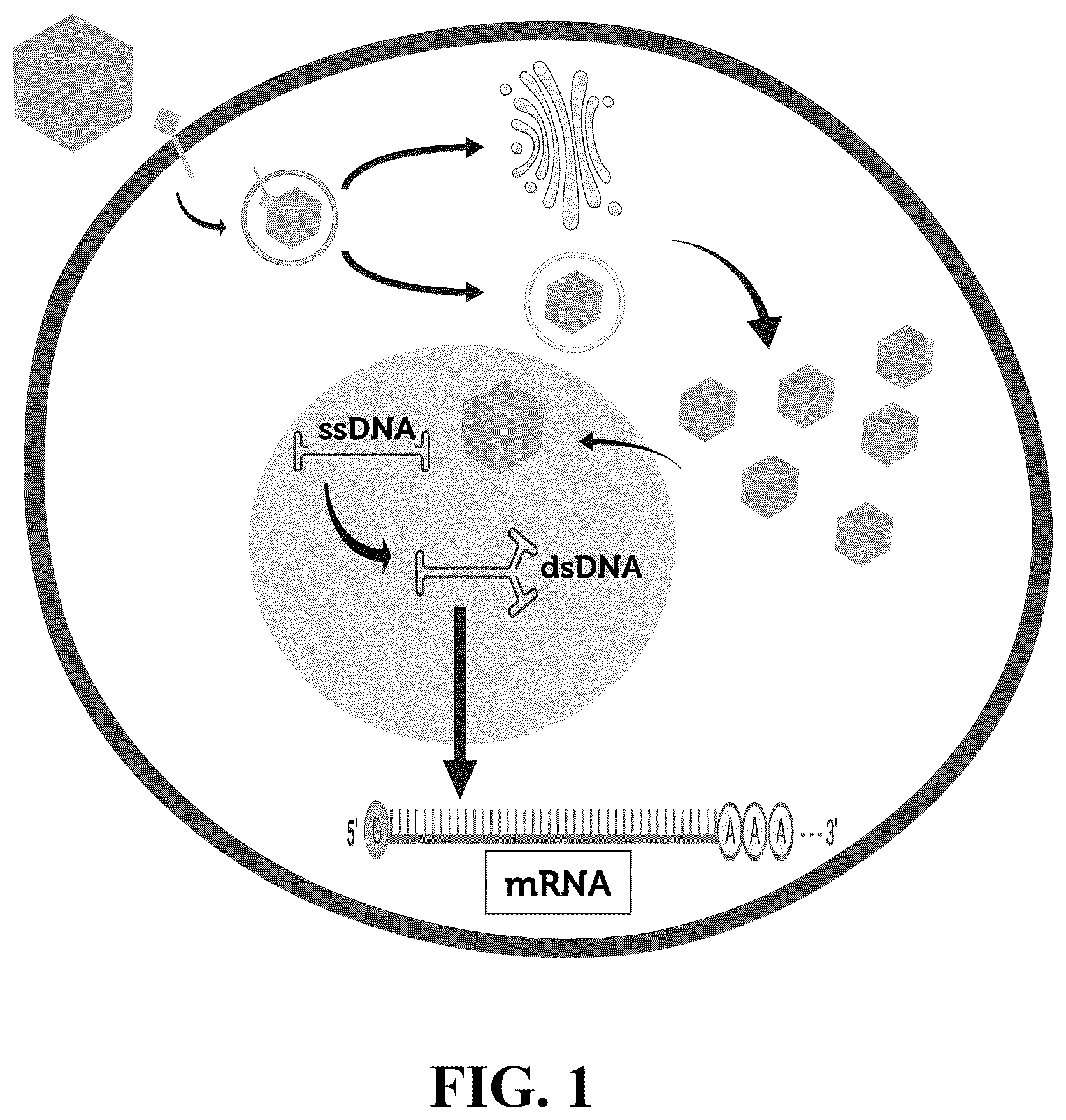 Patent US12618082 Figure 1 – Engineered muscle targeting compositions
