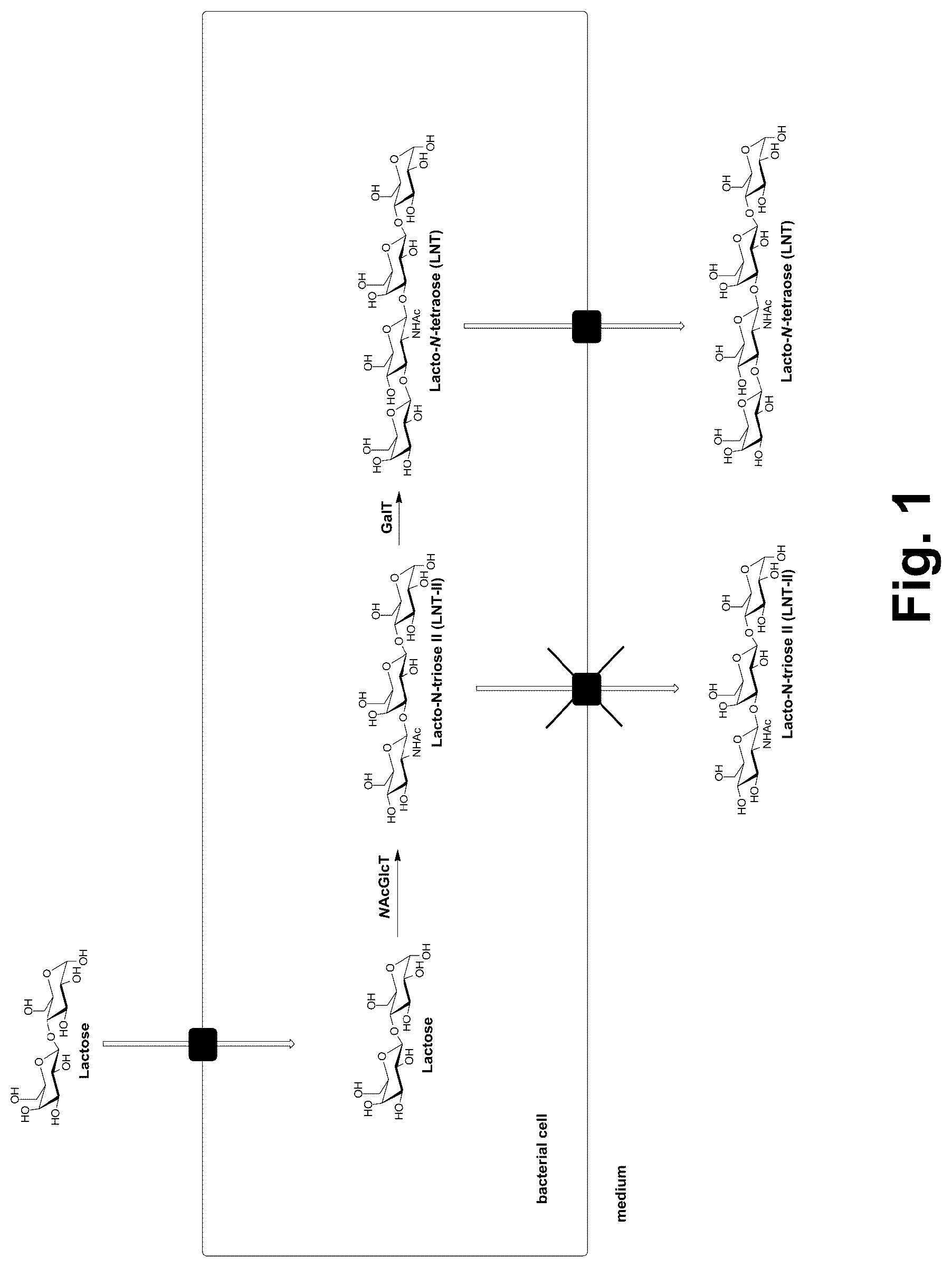 Patent US12618091 — Production of human milk oligosaccharides in microbial hosts with engineered import/export — Figure 1
