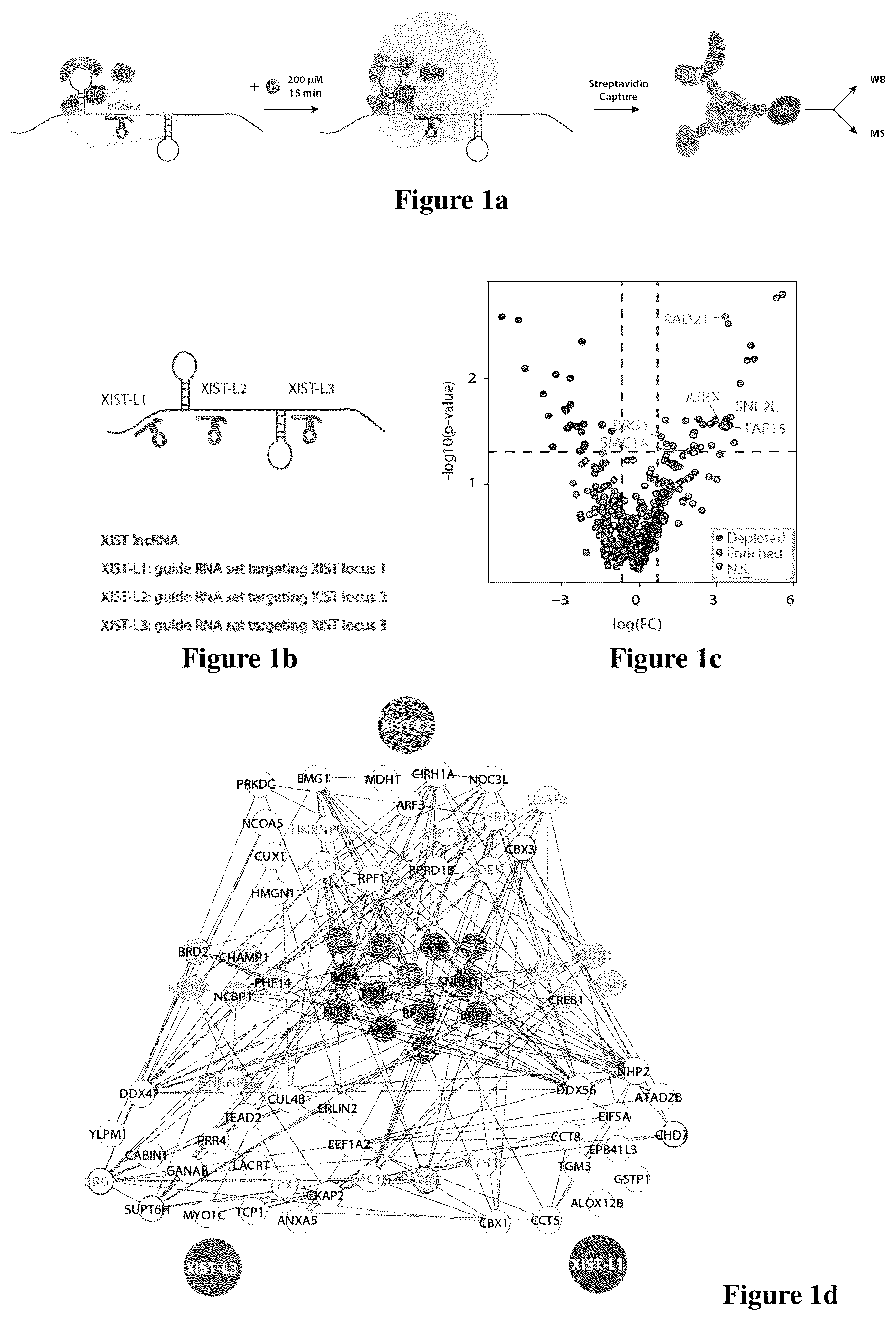 Patent US12618097 — Method for determining long non-coding ribonucleic acid interaction proteins — Figure 1