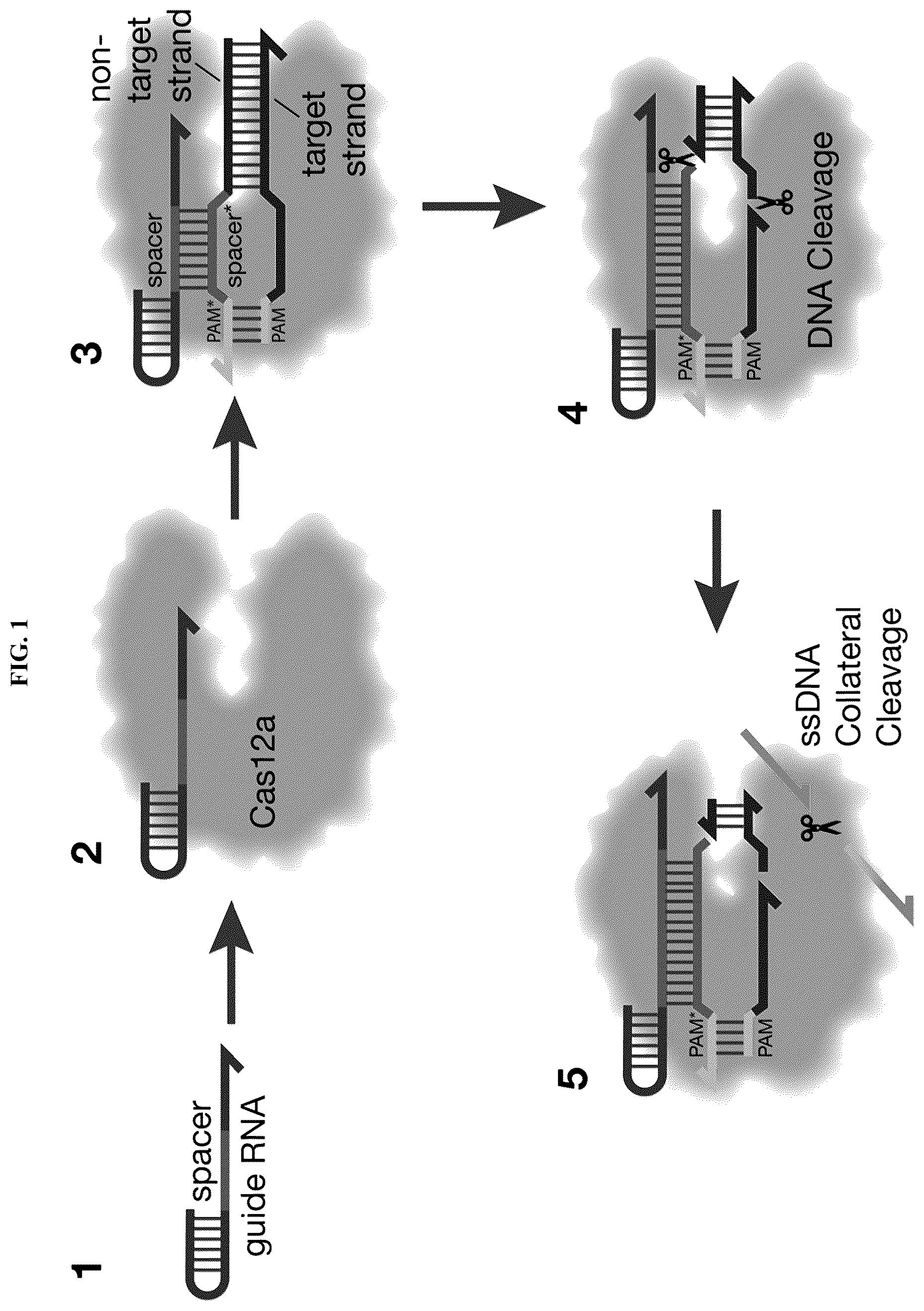 Patent US12618098 — Proximity-driven activation of CRISPR-Cas systems for detection of diverse molecular analytes — Figure 1