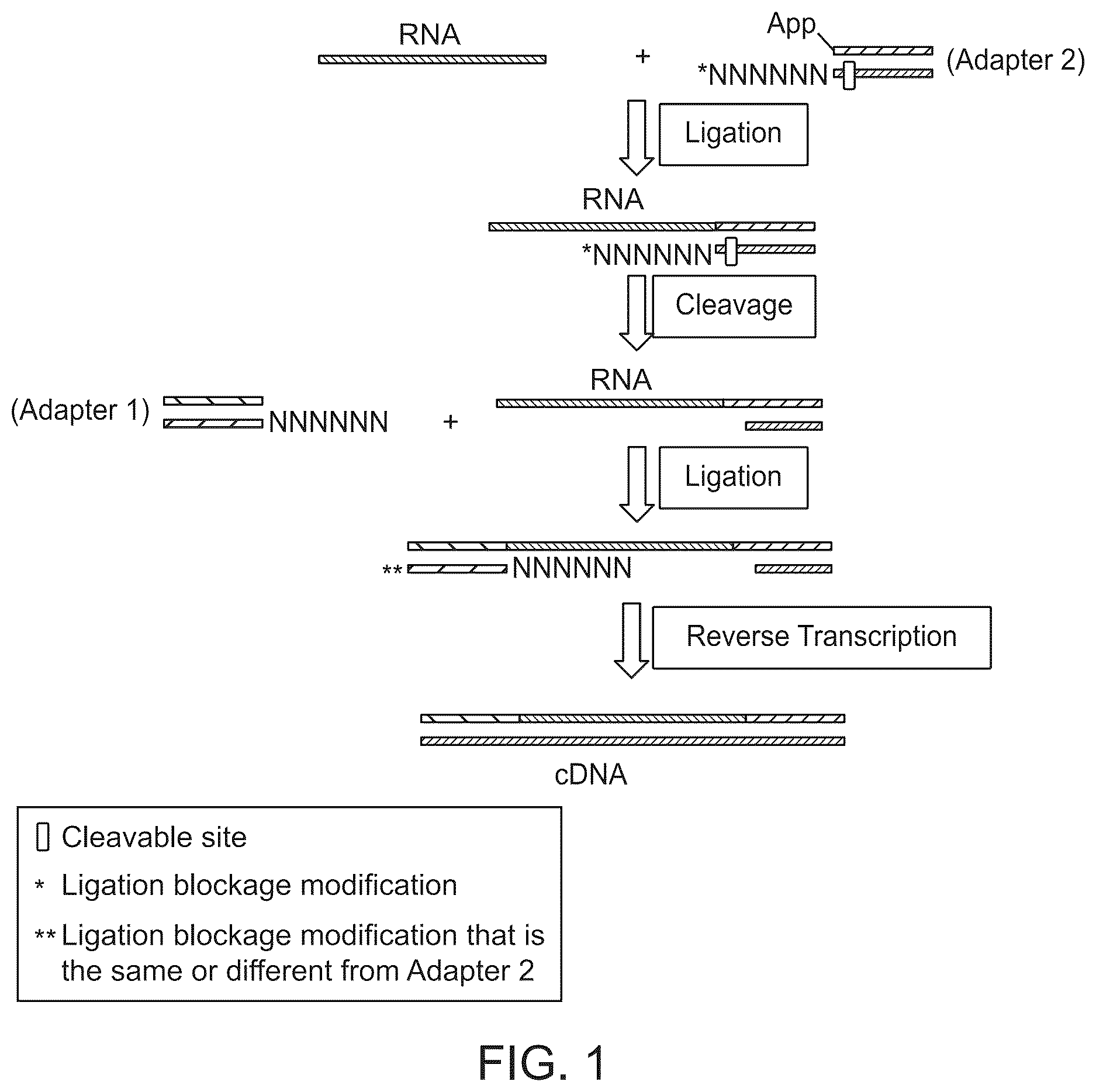 Patent US12618107 — Methods for forming adapter ligated nucleic acid molecules — Figure 1