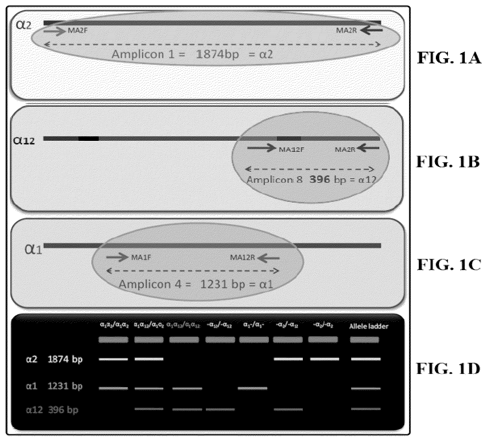 Patent US12618113 Figure 1 – Genetic test kit for detecting thalassemia