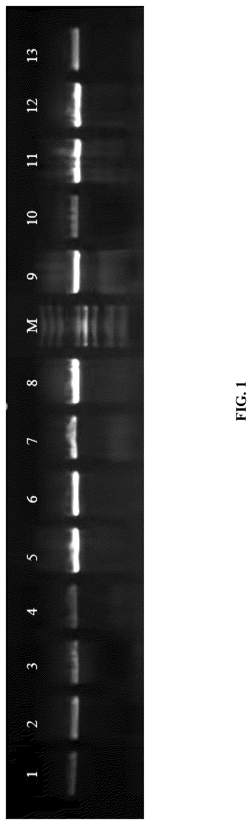 Patent US12618116 — Specific primers for identifying Asian gypsy moth and method of detection thereby — Figure 1