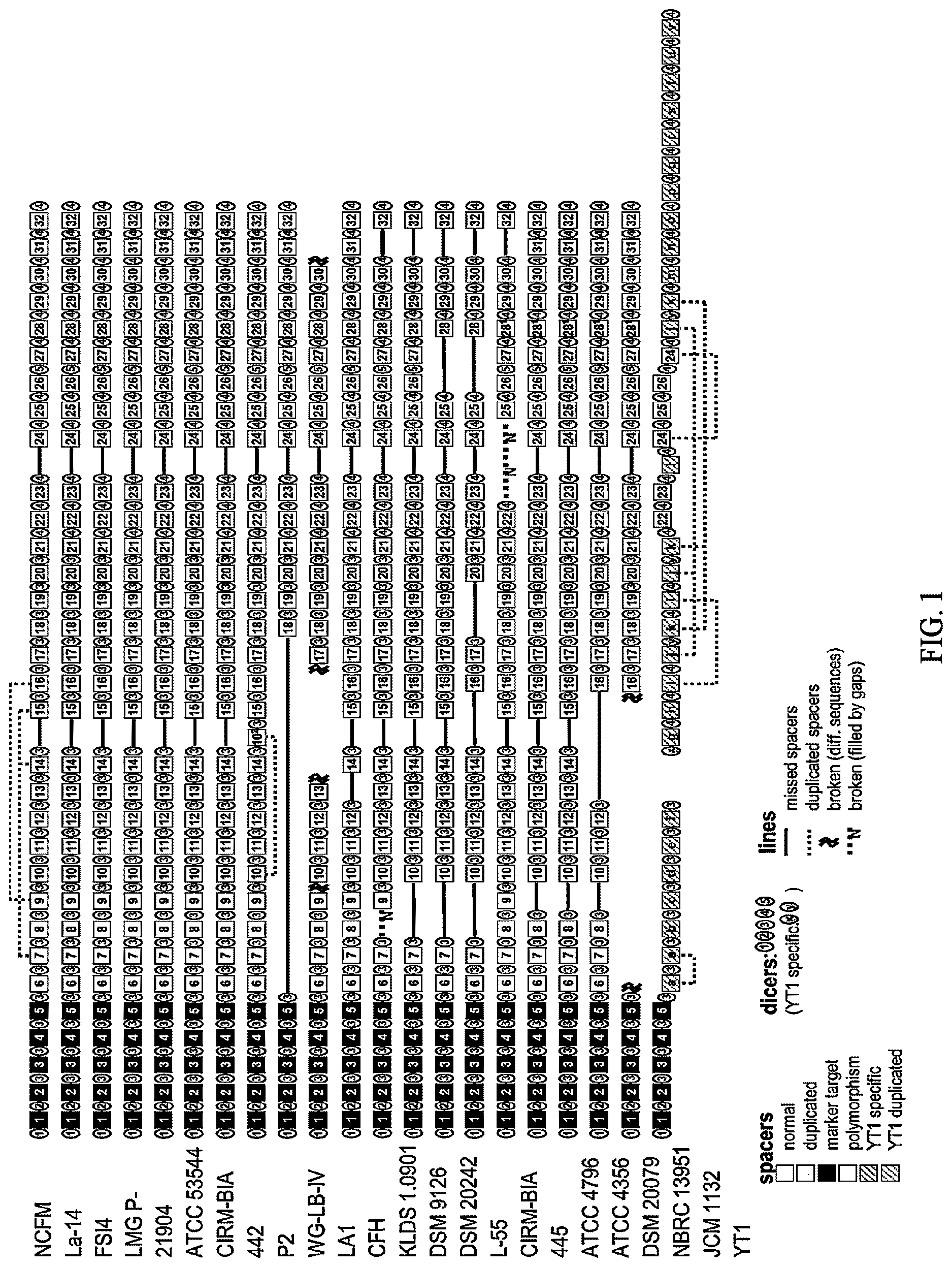 Patent US12618117 Figure 1 – Composition for discriminating Lactobacillus acidophilus strains and discrimination method using same