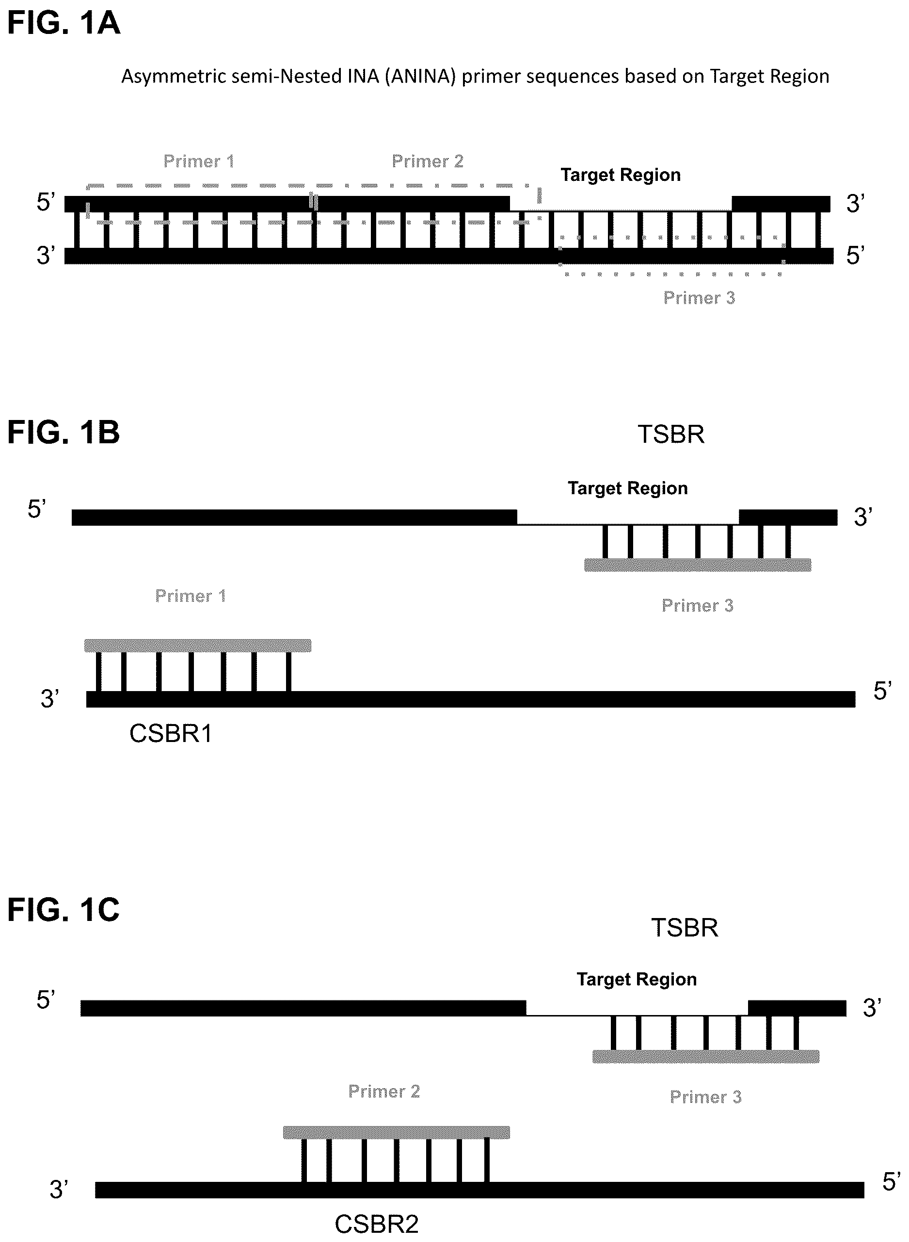 Patent US12618795 — Methods for asymmetric semi-nested isothermal nucleotide amplification — Figure 1