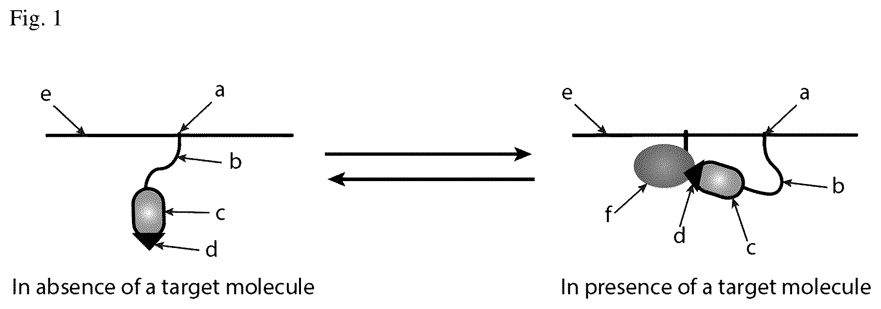 Patent US12618828 Figure 1 – Probe and method for detecting membrane-associated molecules in living cells