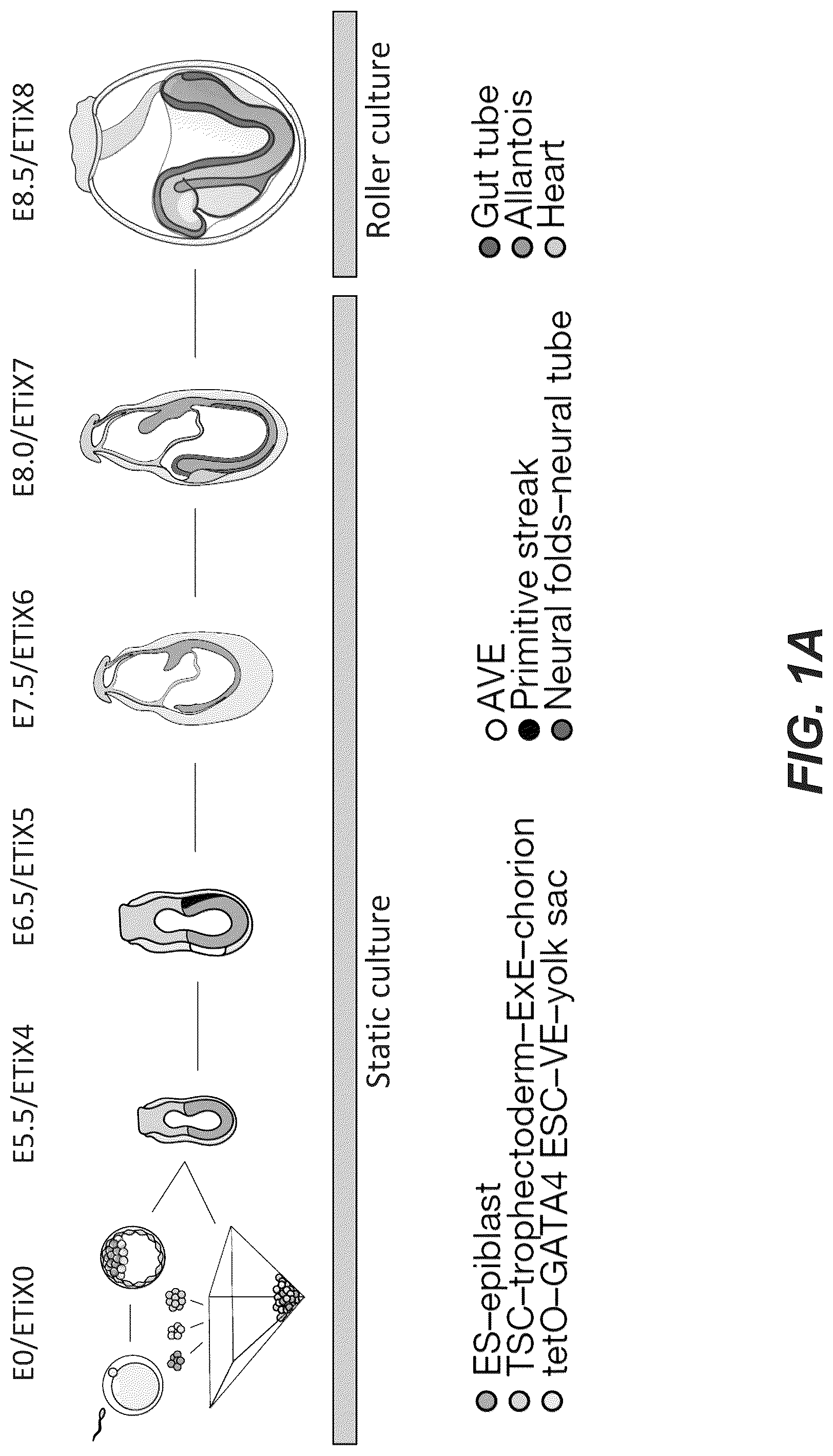 Patent US12618830 — Methods, culture medias and devices for generating embryos in vitro from stem cells — Figure 1