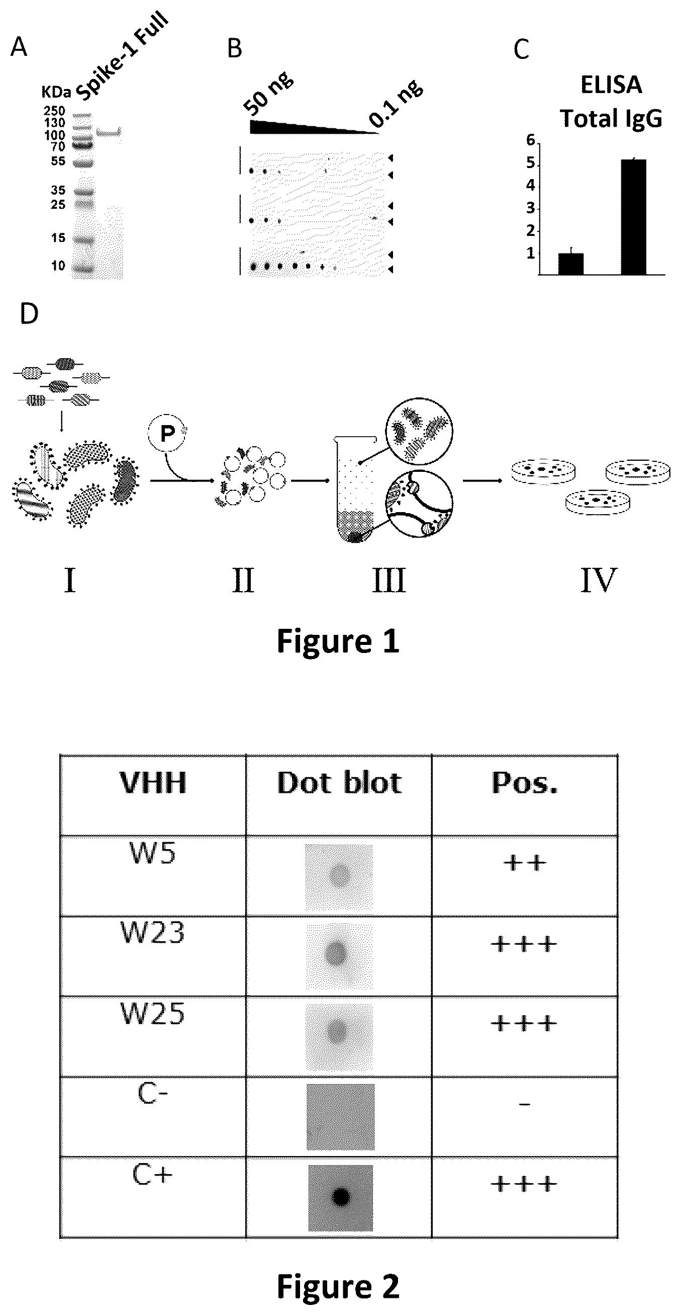 Patent US12618838 — Single domain VHH antibodies against SARS-CoV-2 virus — Figure 1