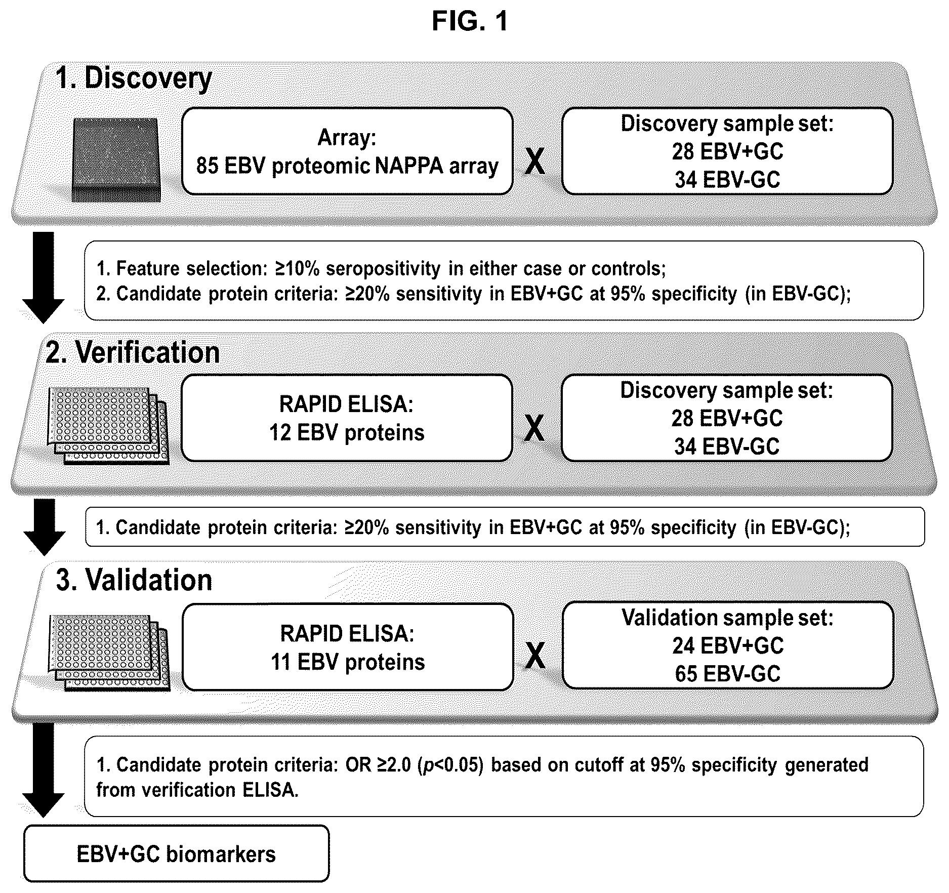 Patent US12618839 — Antibodies for detecting Epstein Barr virus-positive gastric cancer — Figure 1