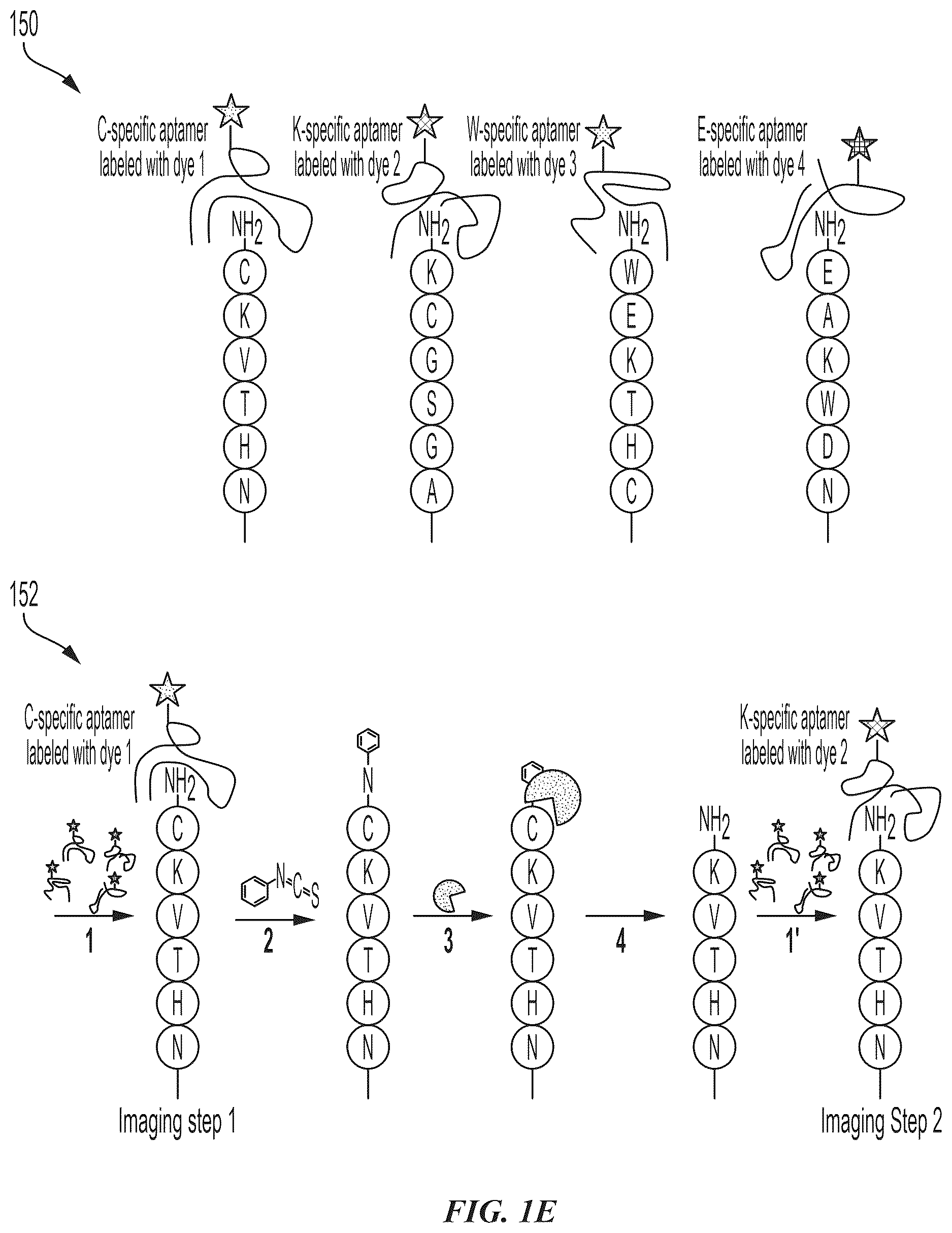 Patent US12618845 Figure 3 – Methods and compositions for protein sequencing