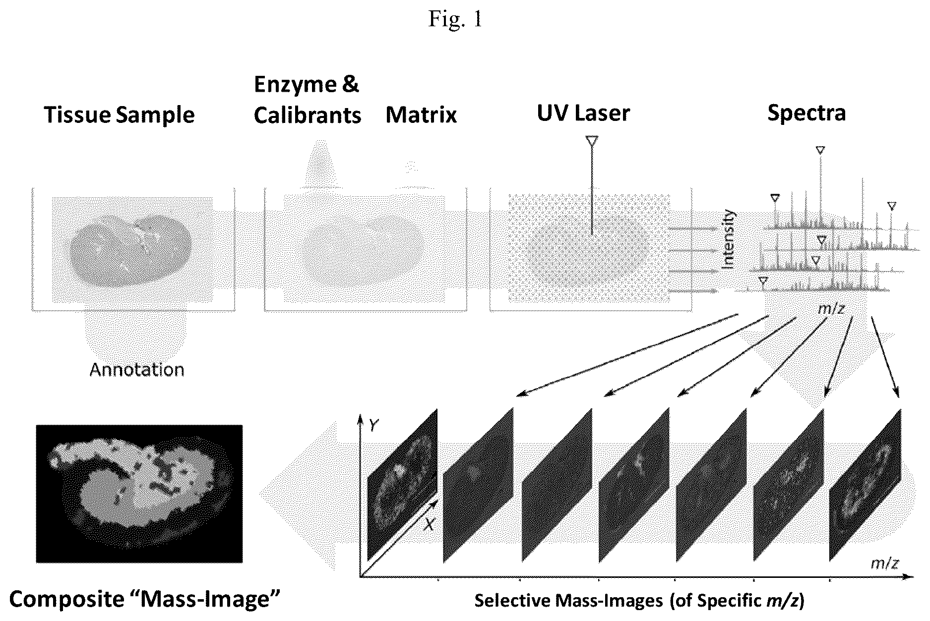 Patent US12618852 — Photocleavable mass-tags for multiplexed mass spectrometric imaging of tissues using biomolecular probes — Figure 1