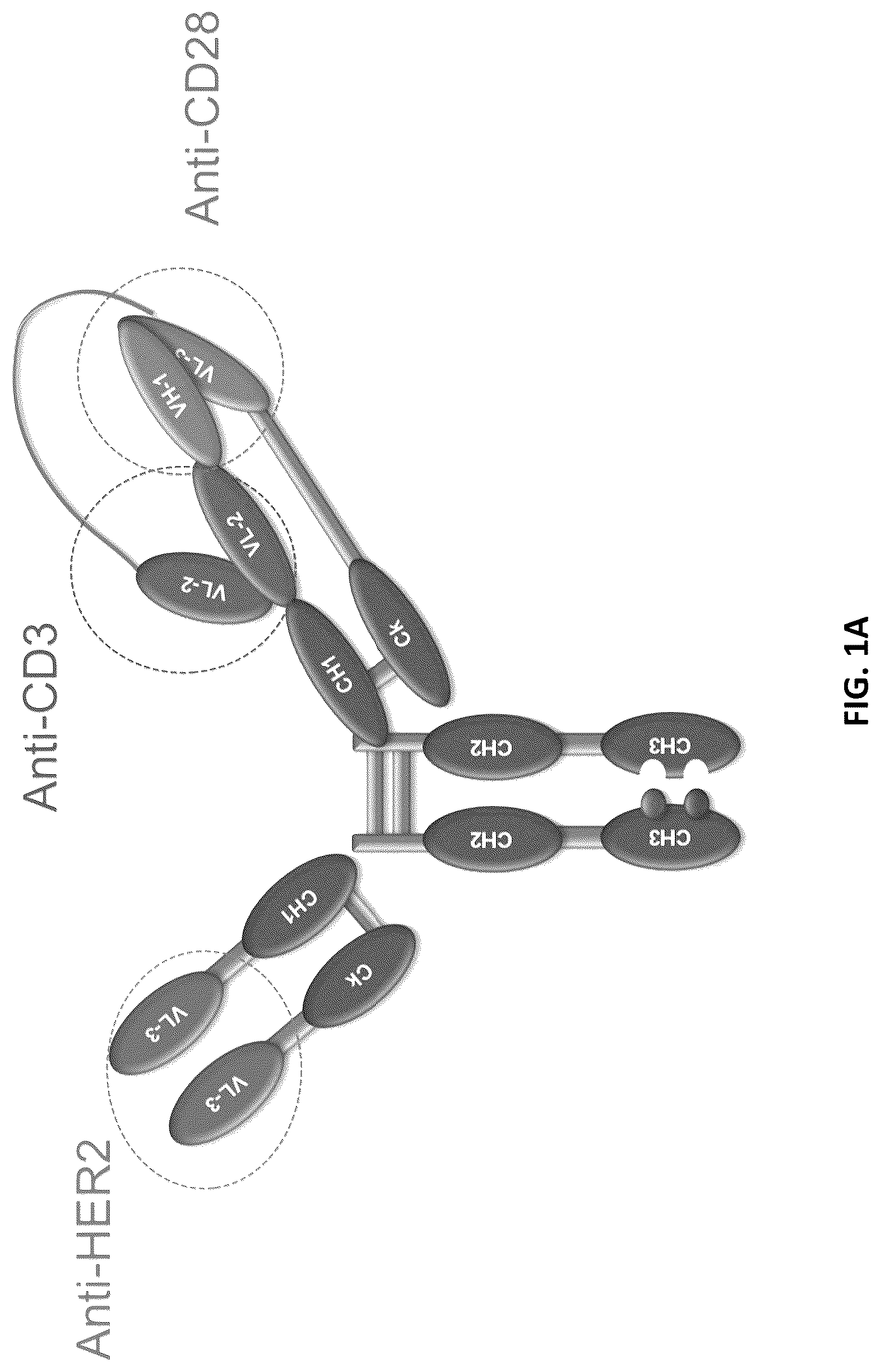Patent US12618853 — Methods for analyzing chain mispairing in multispecific binding proteins — Figure 1