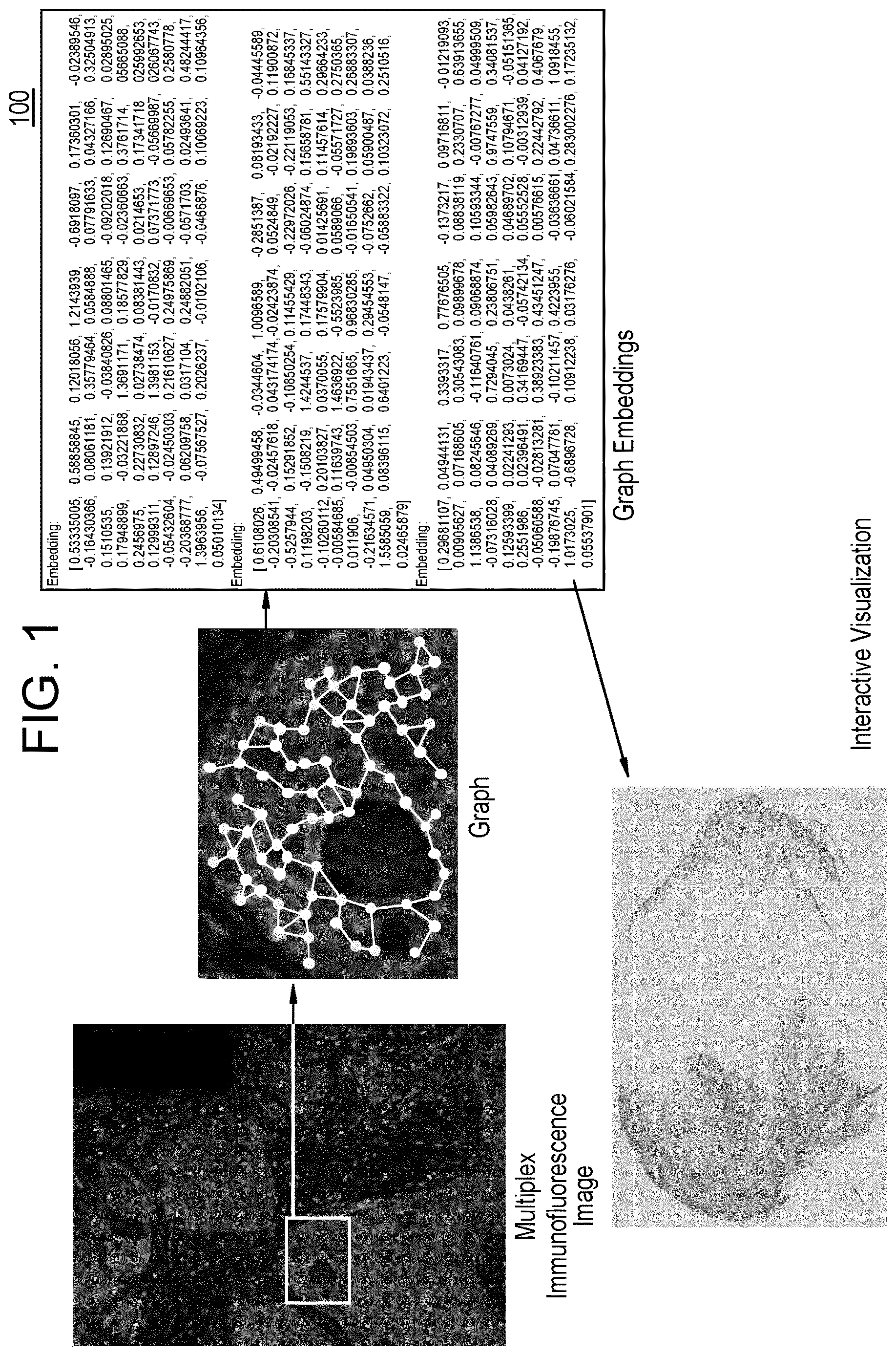 Patent US12620146 — Graph construction and visualization of multiplex immunofluorescence images — Figure 1