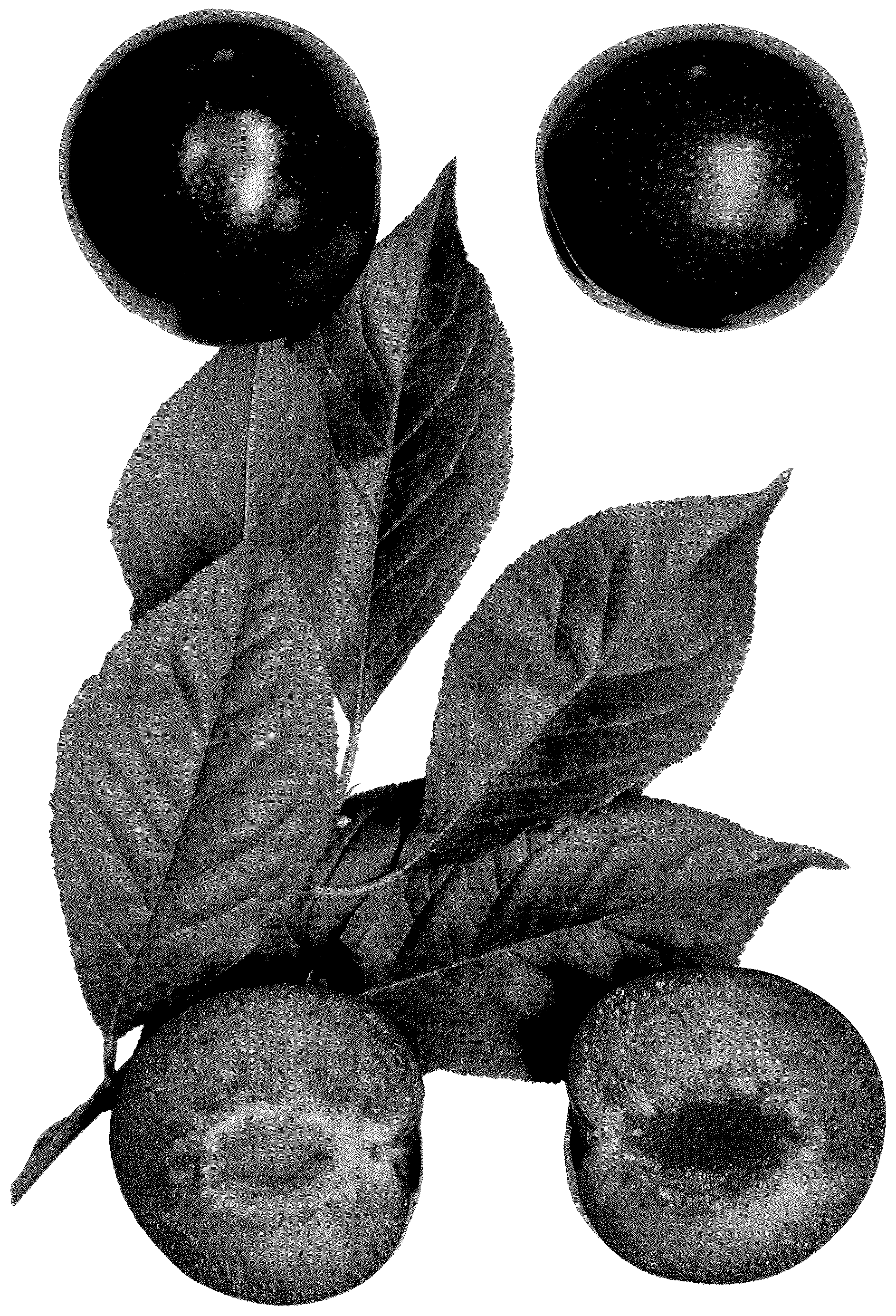 Patent USPP037239 — Interspecific tree named ‘Flavor Chief’ — Figure 1