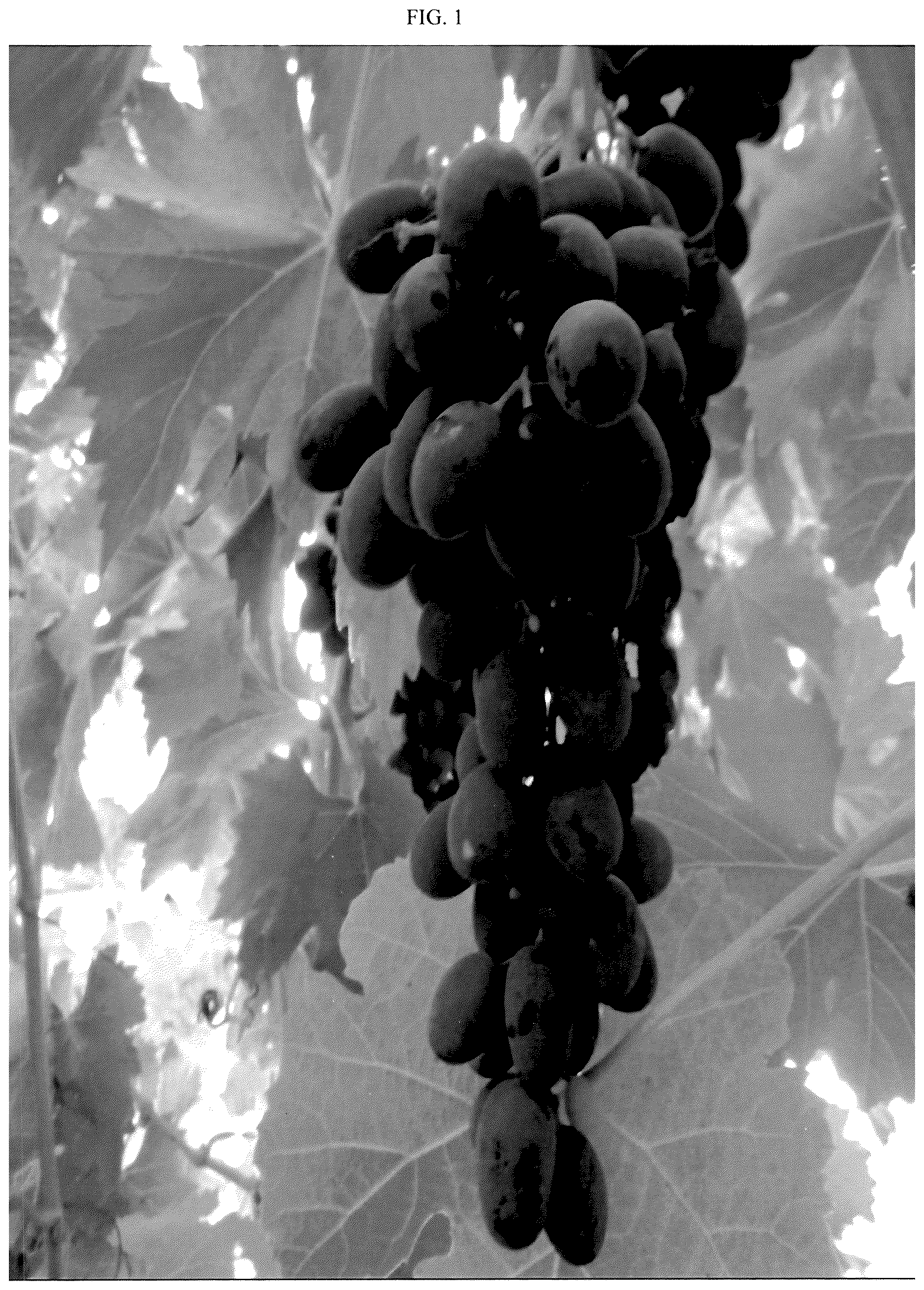 Patent USPP037240 — Grapevine plant named ‘SV35-5-61’ — Figure 1
