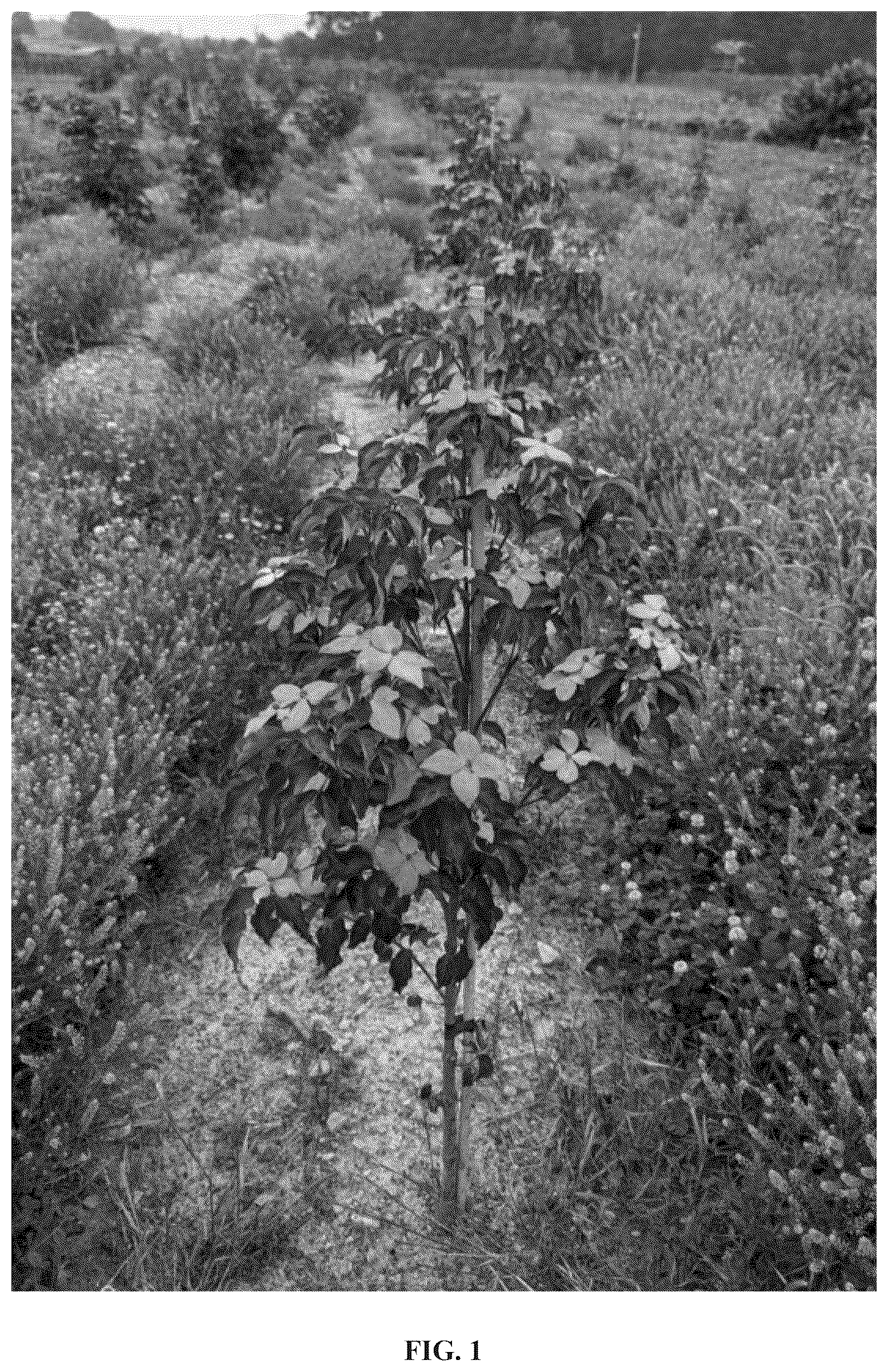 Patent USPP037241 — Cornus plant named ‘Botfire’ — Figure 1