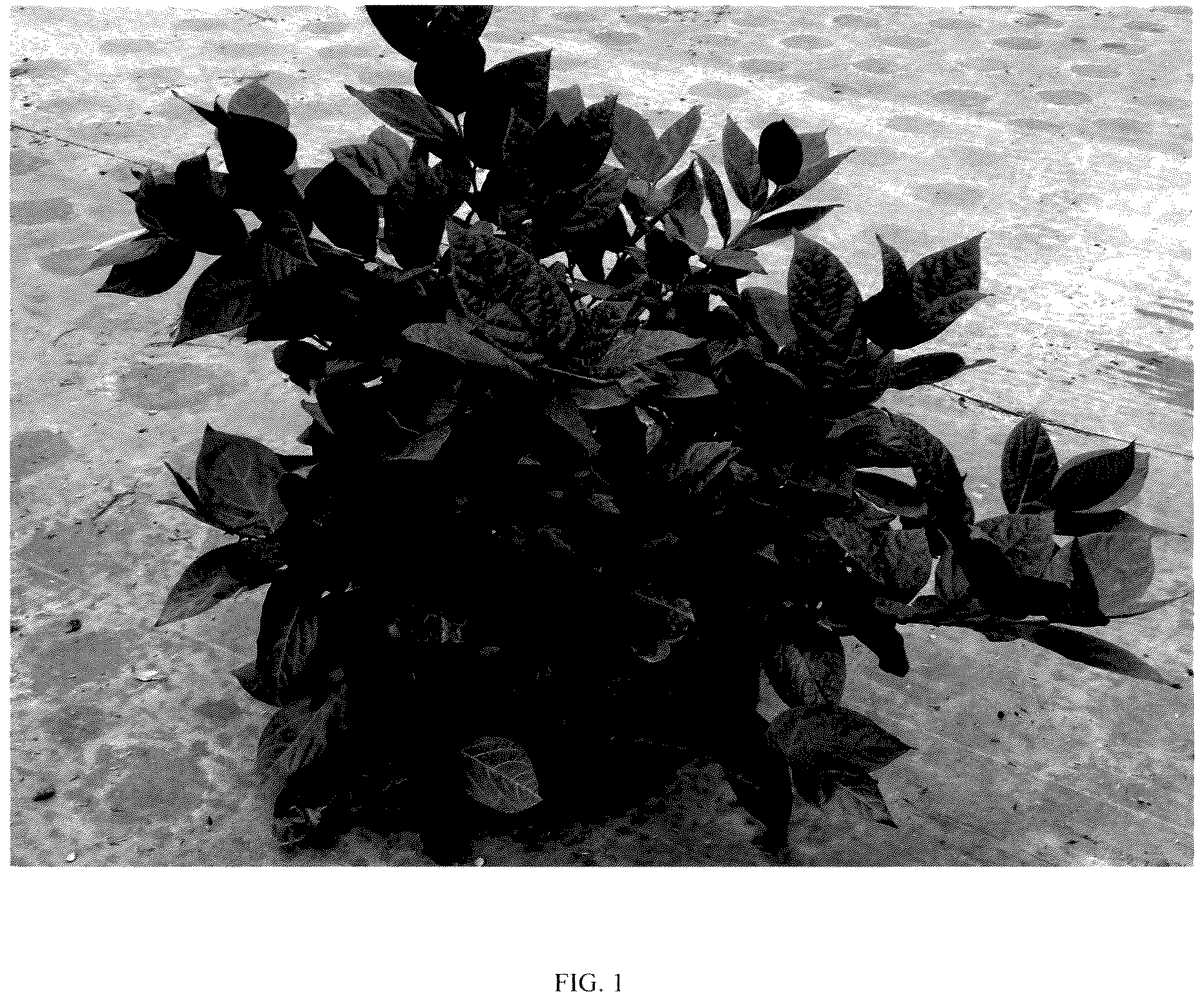 Patent USPP037242 — Calycanthus plant named ‘PRNCFS’ — Figure 1