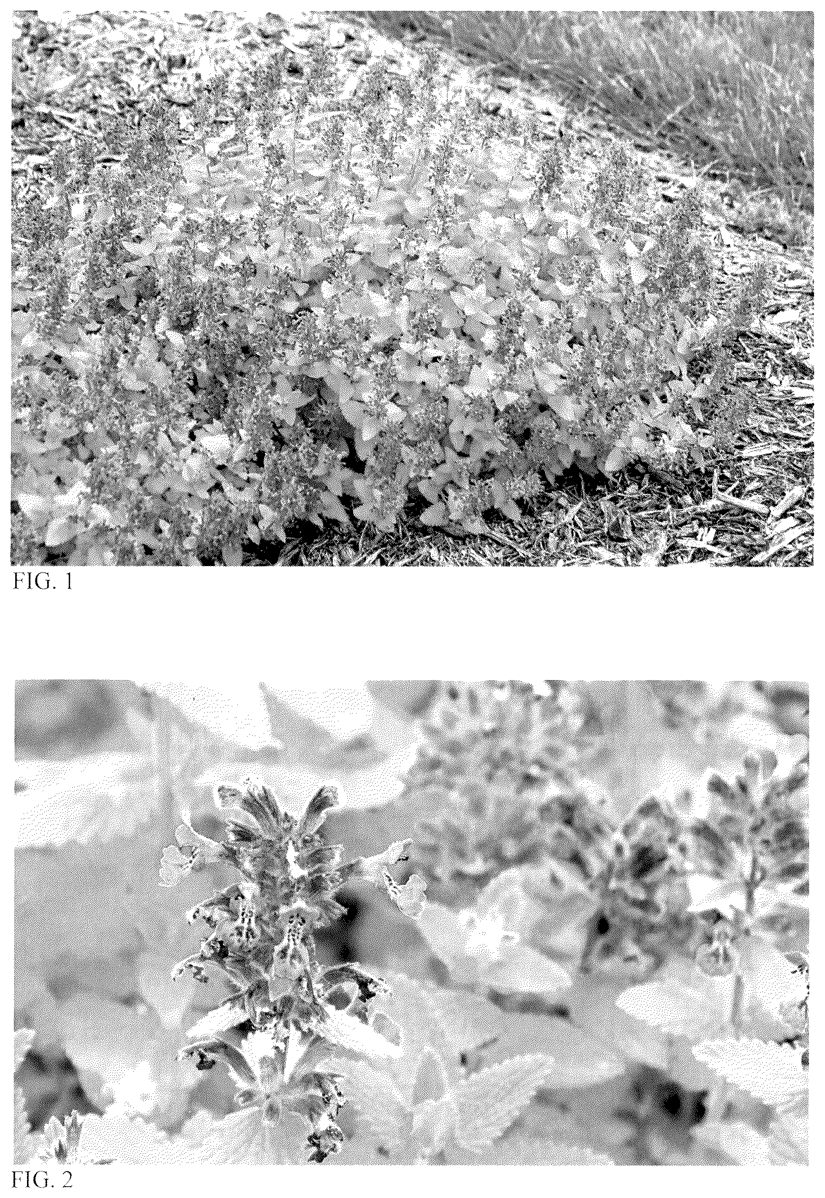 Patent USPP037243 — Nepeta plant named ‘Lemon Purrfection’ — Figure 1