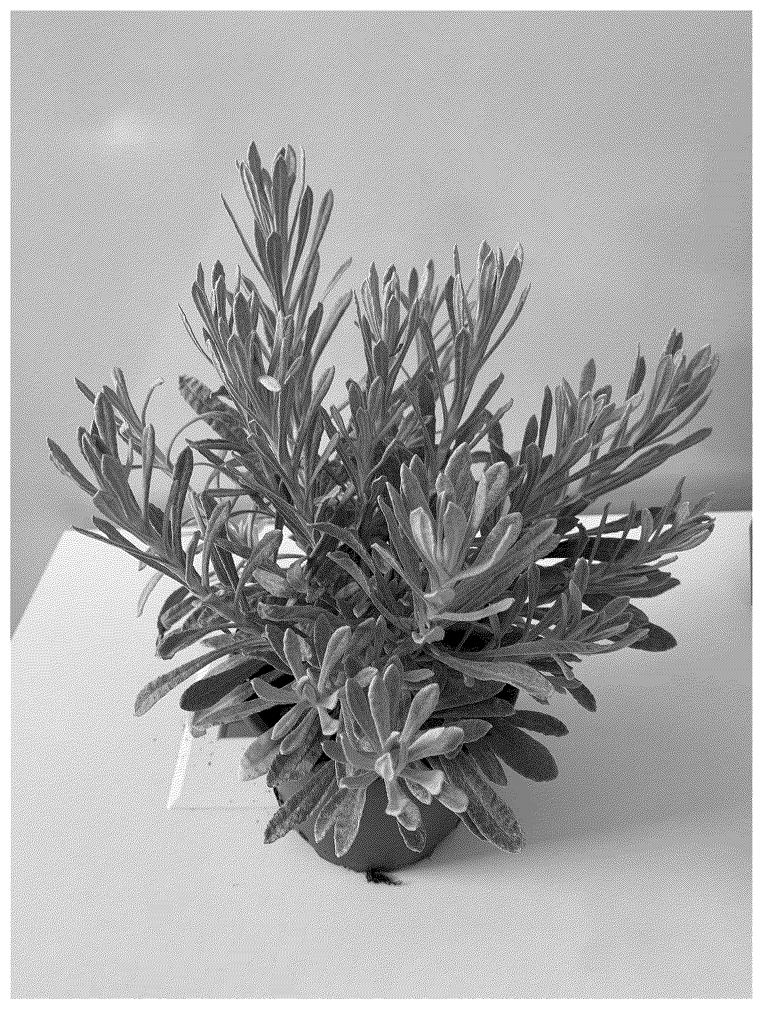 Patent USPP037244 — Helichrysum plant named ‘HYBHS23157’ — Figure 1