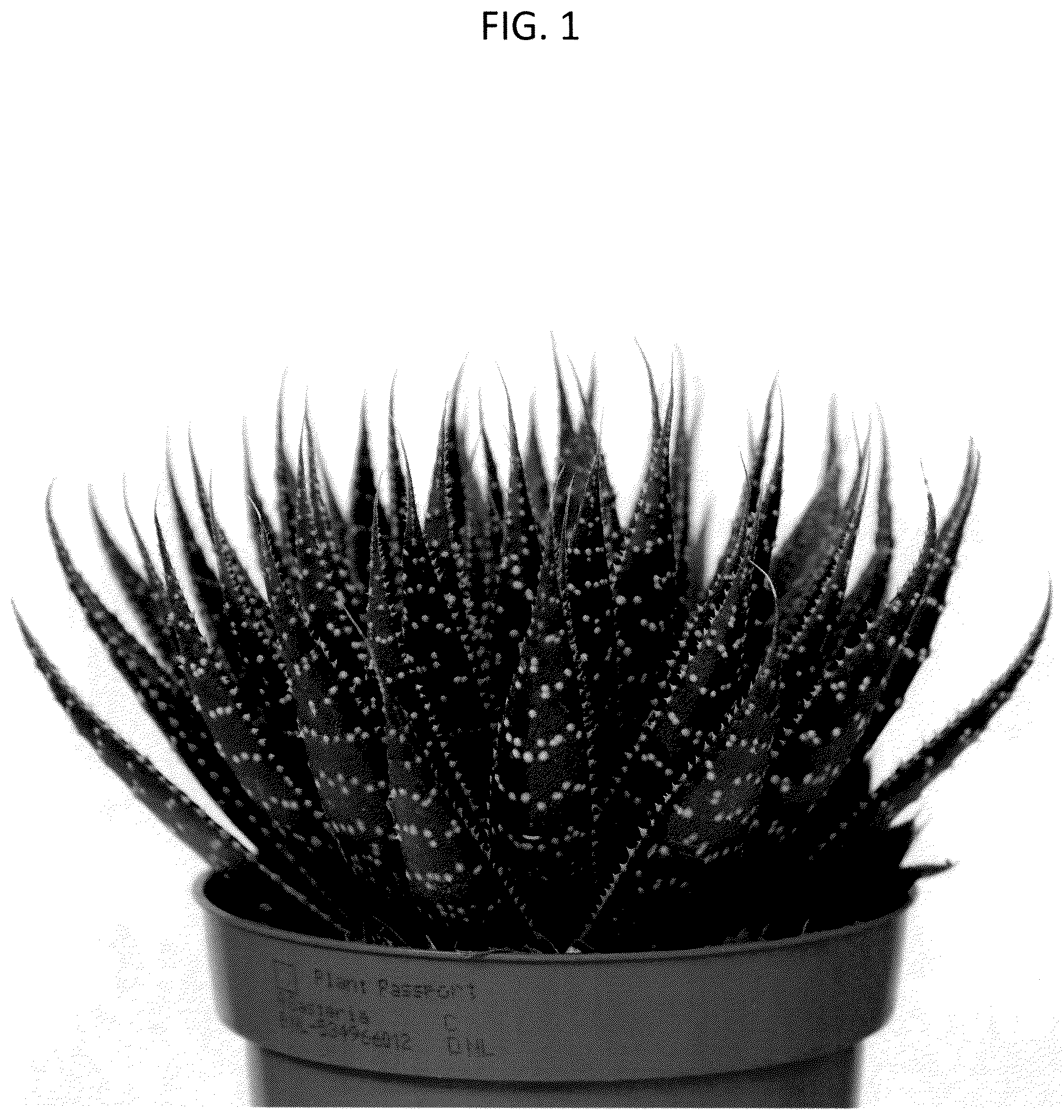 Patent USPP037245 — Aloe plant named ‘OVROCKS14’ — Figure 1