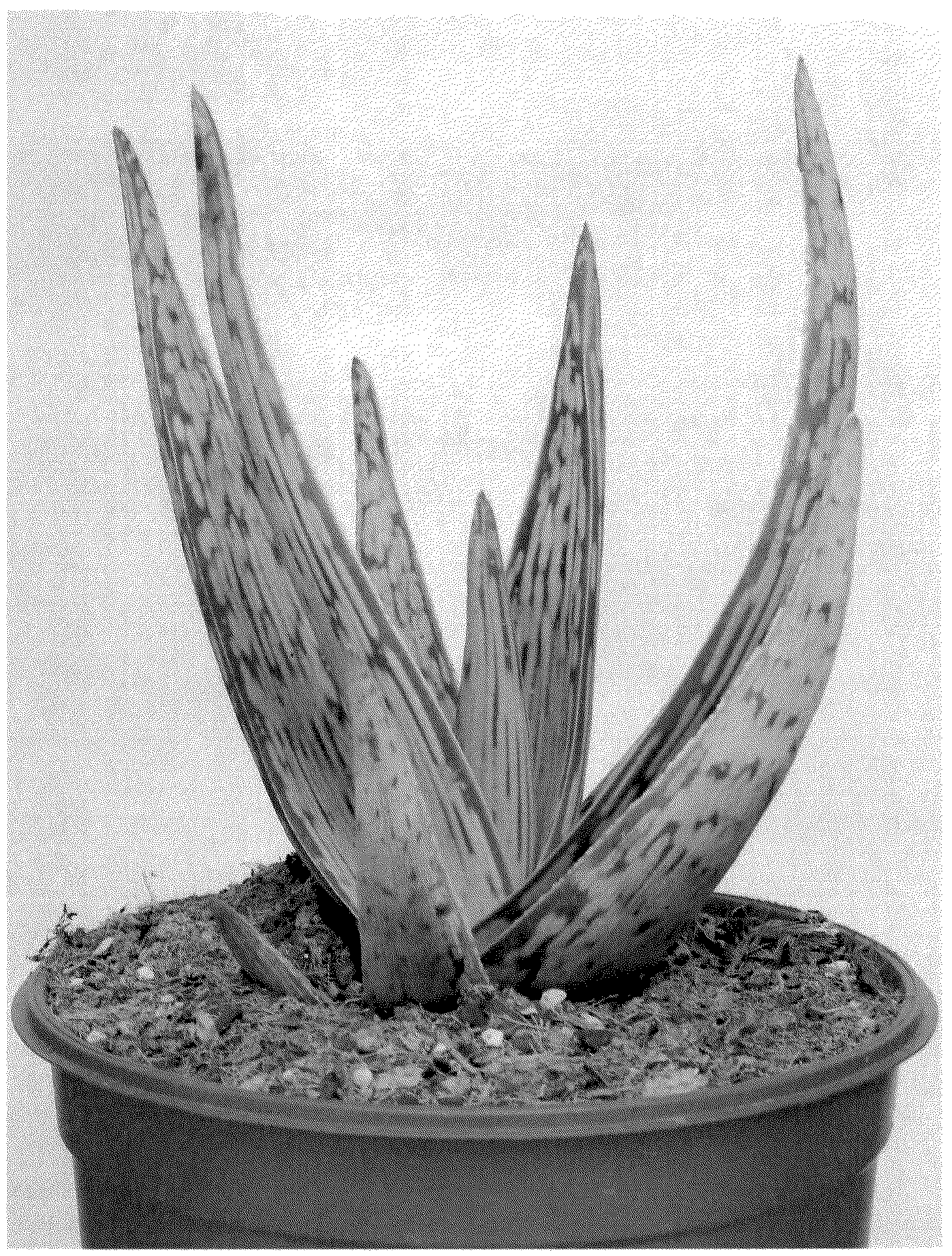 Patent USPP037246 — Aloe vera plant named ‘SILVERA MOONFIRE’ — Figure 1