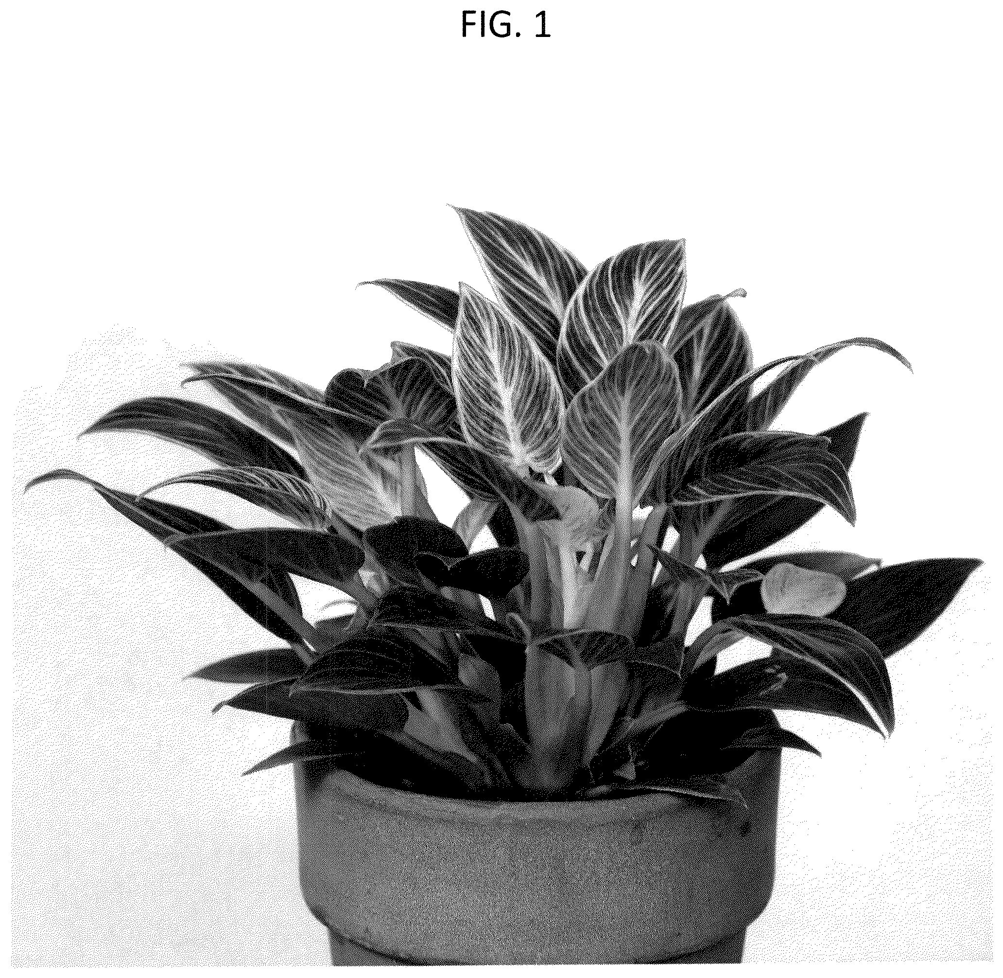 Patent USPP037247 — Philodendron plant named ‘WHIWAMIN’ — Figure 1