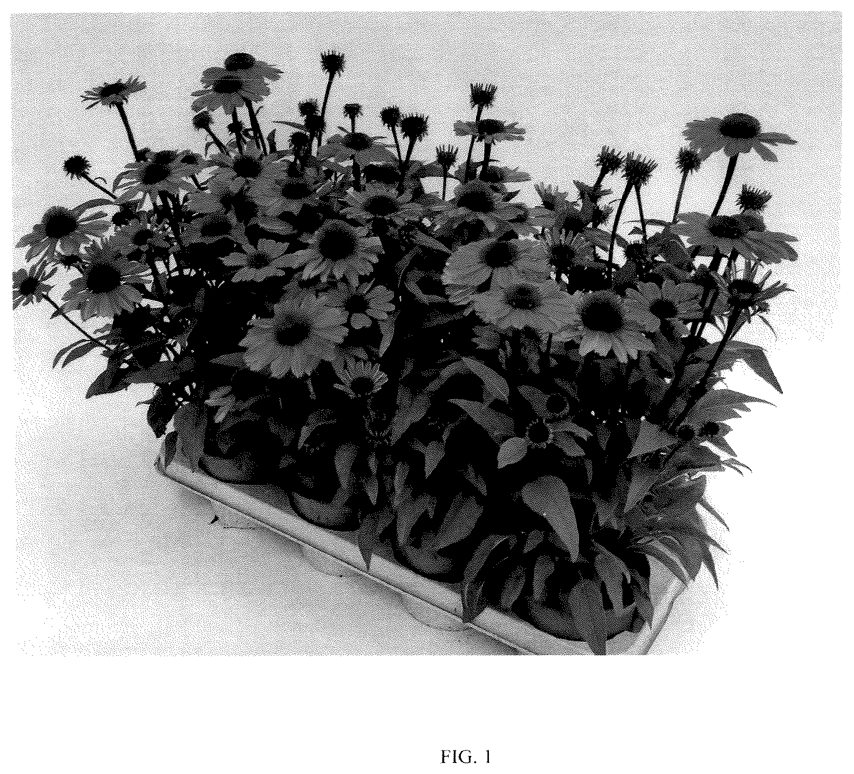 Patent USPP037248 — Echinacea plant named ‘PEECHPANRO’ — Figure 1