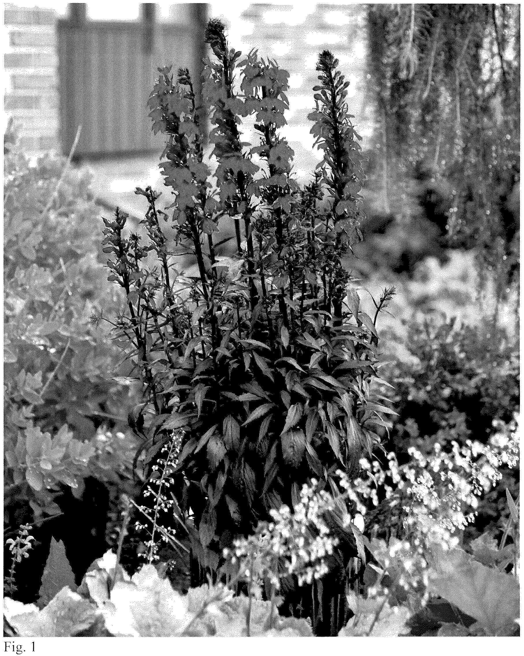 Patent USPP037249 — Lobelia plant named ‘Neon Nights’ — Figure 1