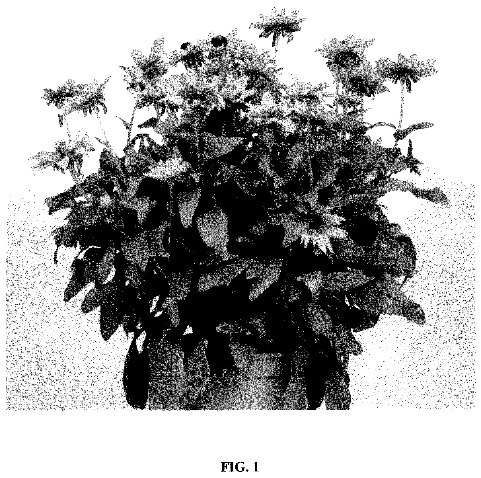 Patent USPP037250 — Rudbeckia plant named ‘RUDLPIR734’ — Figure 1