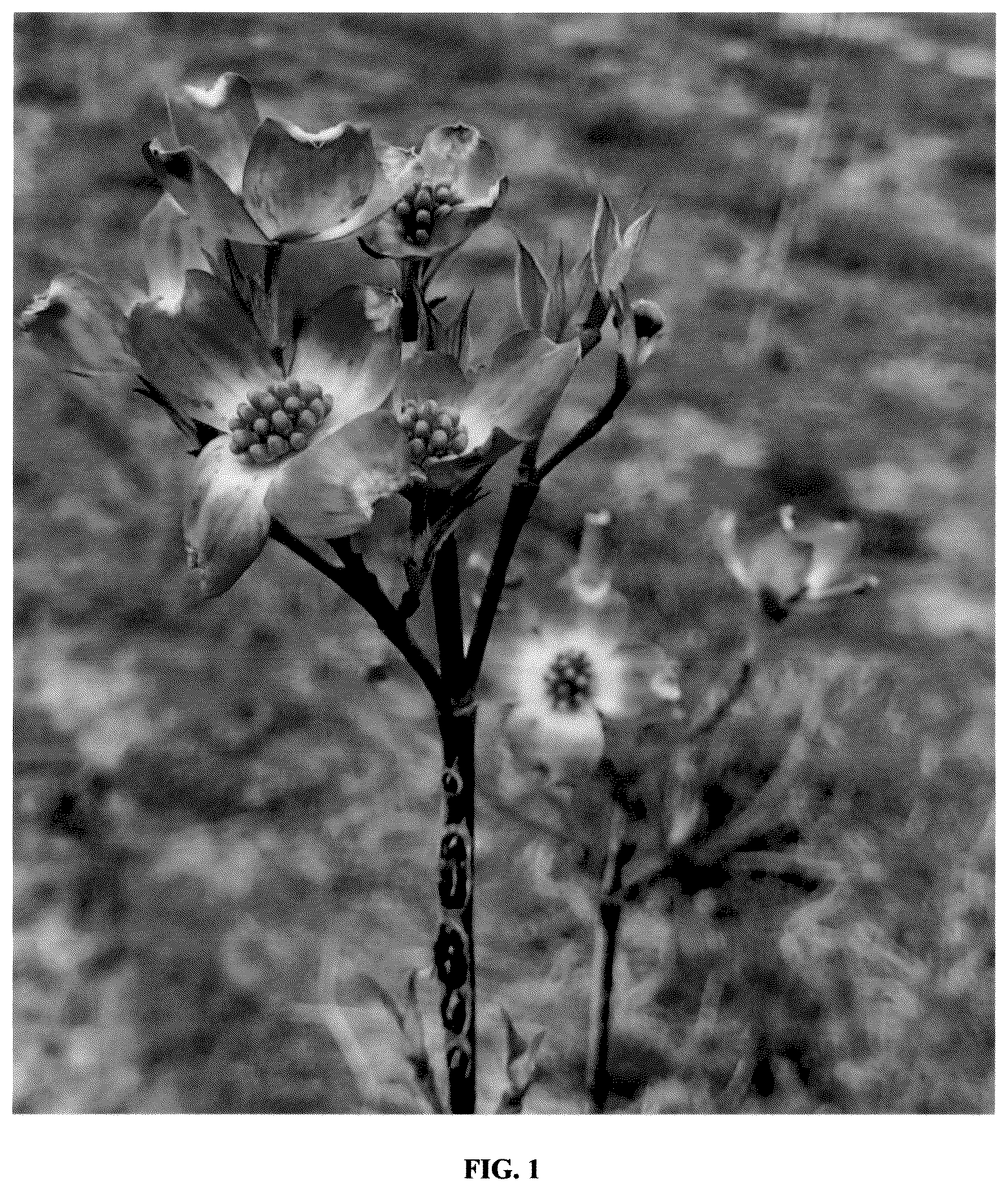Patent USPP037251 — Cornus plant named ‘Elsie Red’ — Figure 1