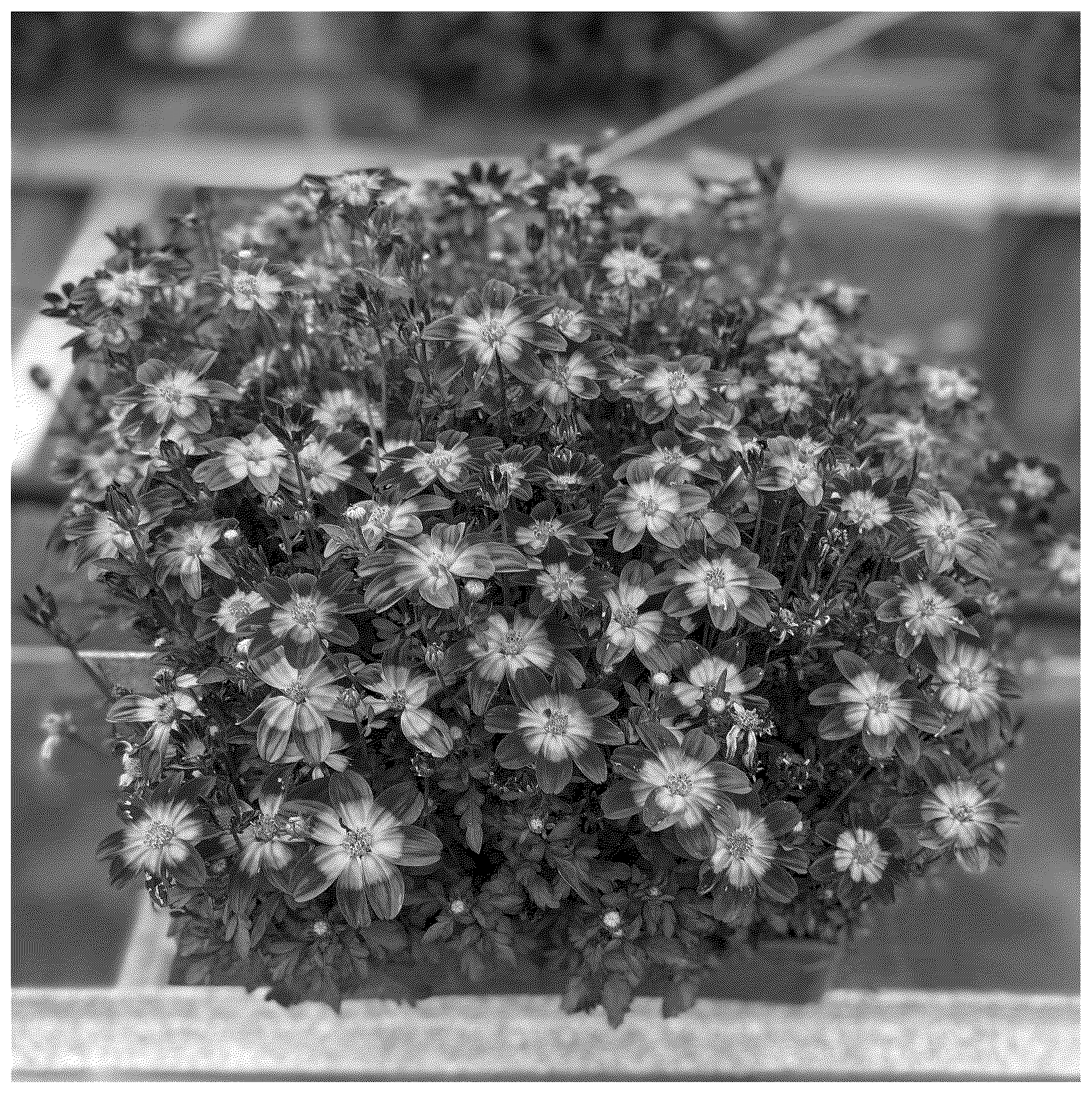 Patent USPP037252 — Bidens plant named ‘KLEBF24674’ — Figure 1