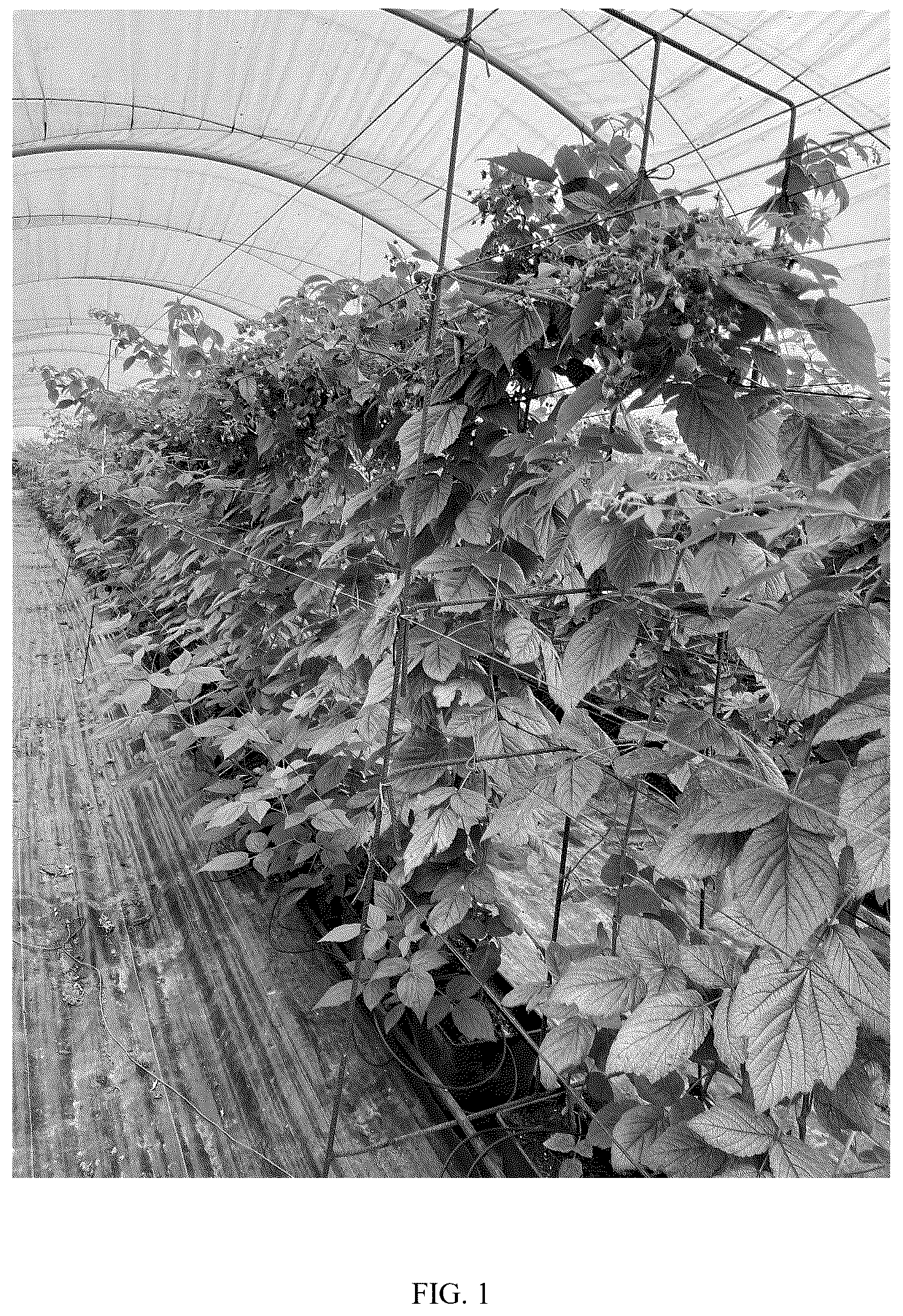 Patent USPP037253 — Raspberry plant named ‘Aine’ — Figure 1