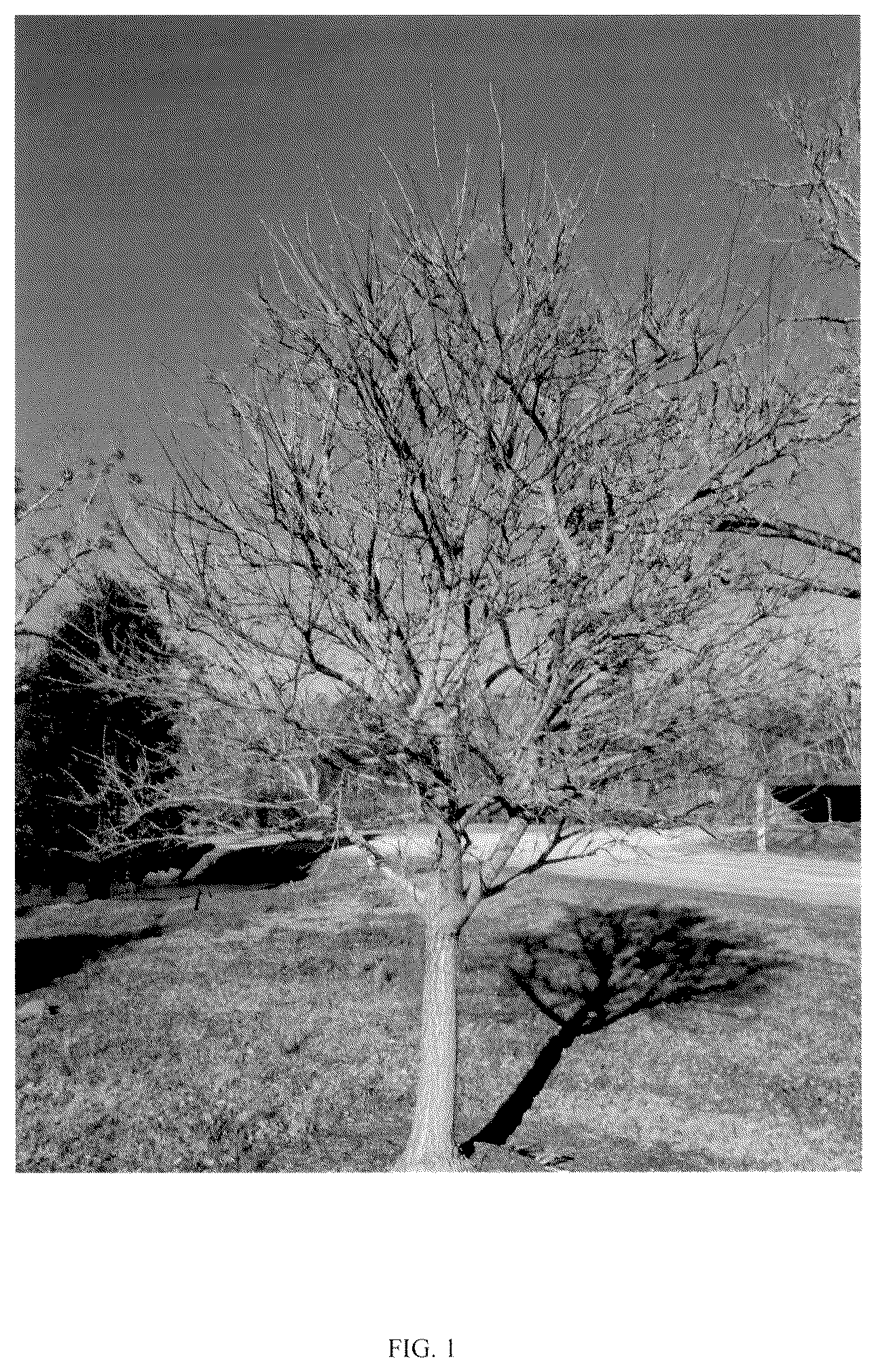 Patent USPP037255 Figure 1 – Chionanthus tree named ‘CRMTF’