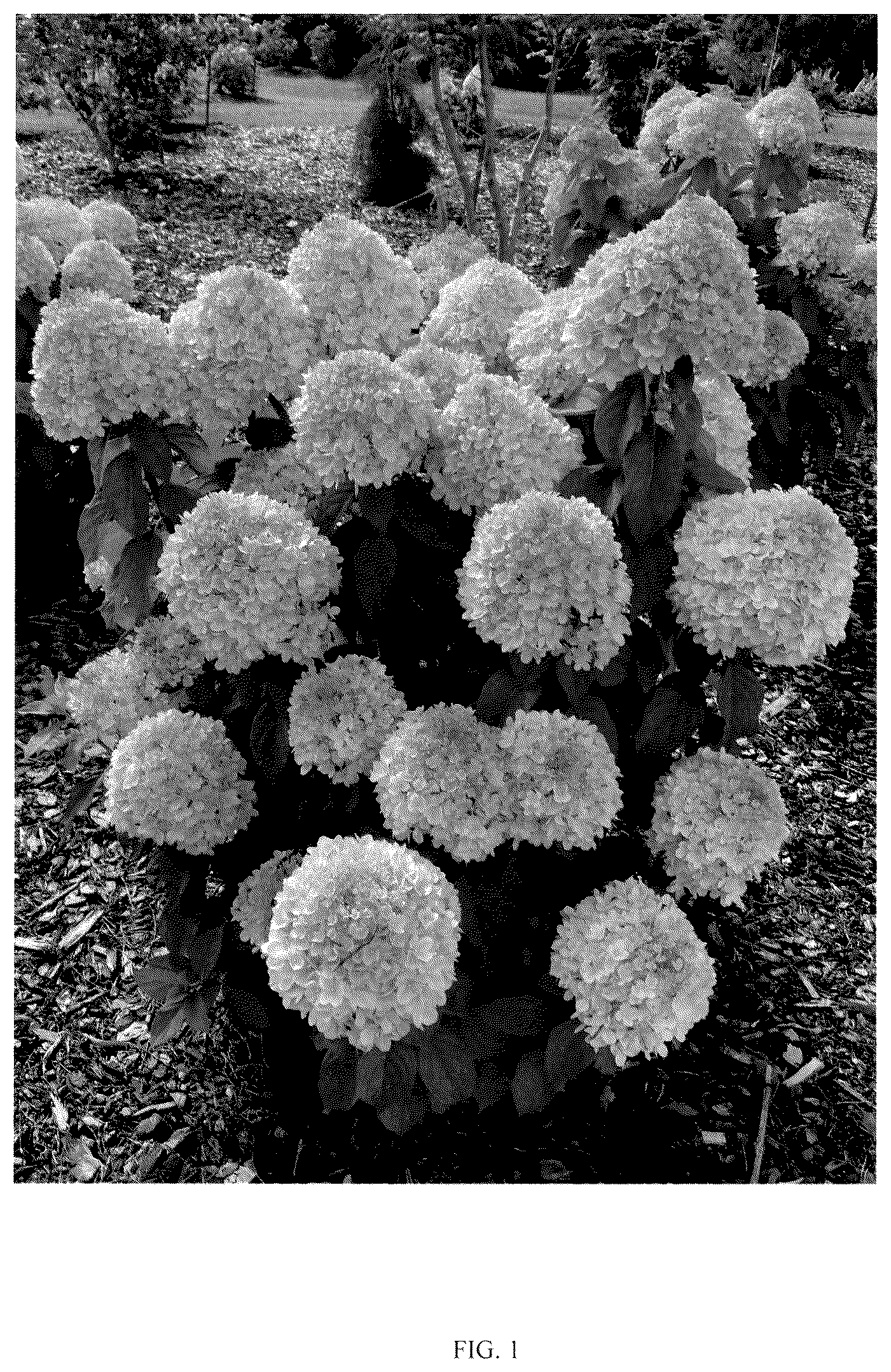 Patent USPP037256 — Hydrangea plant named ‘SMNHPLK’ — Figure 1