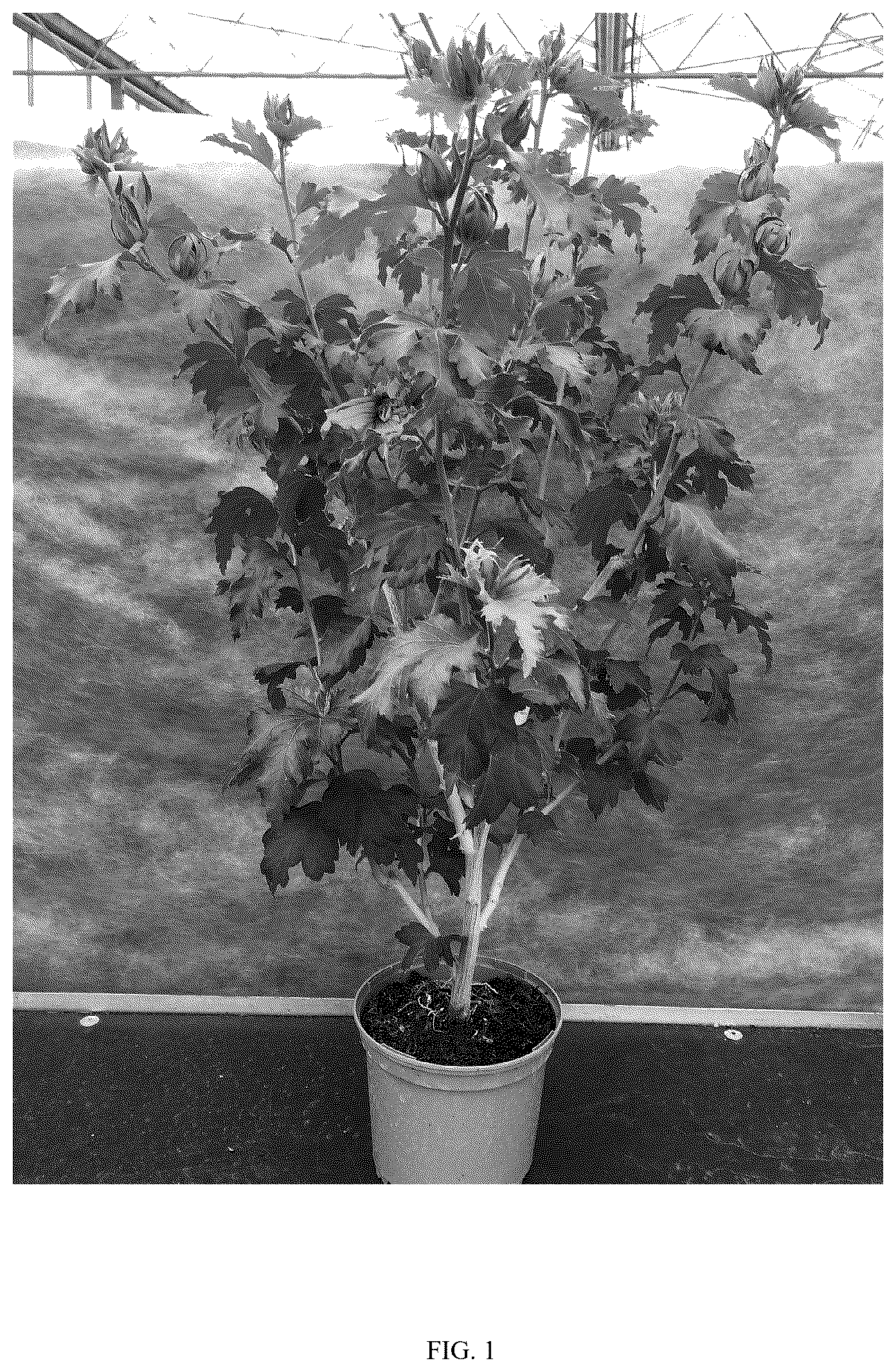 Patent USPP037258 — Hibiscus plant named ‘WALHIDELI’ — Figure 1